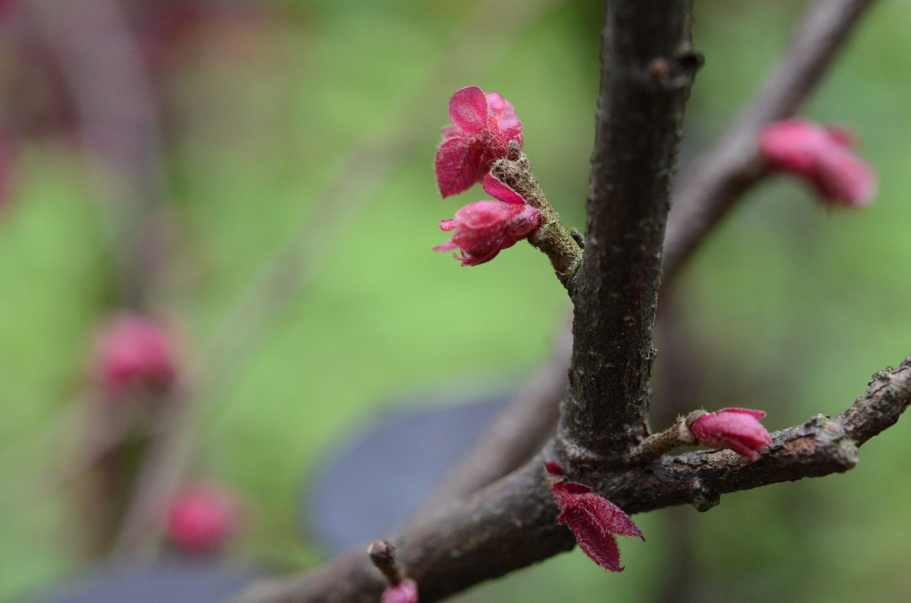目前開花照片12