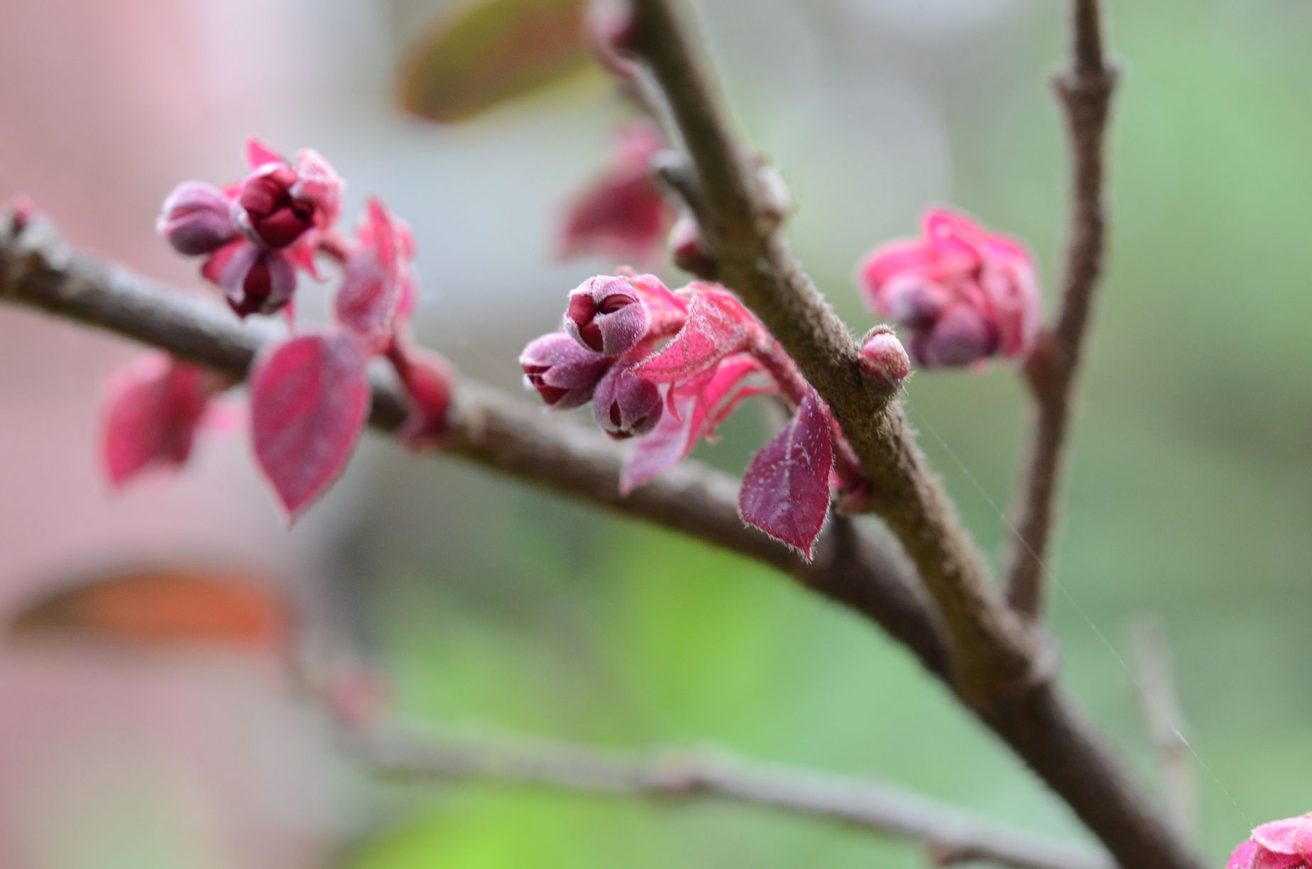 目前開花照片11