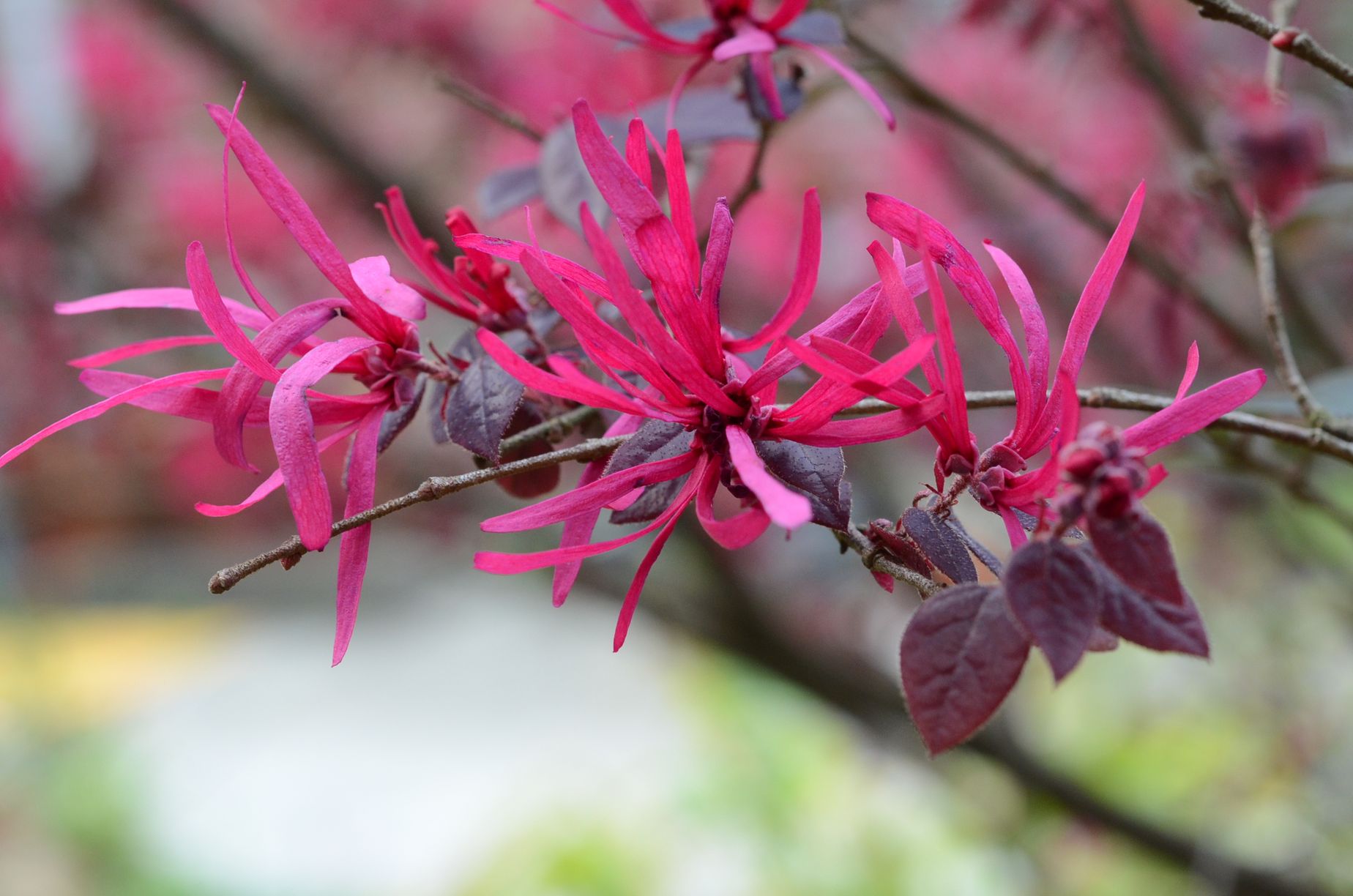 目前開花照片10