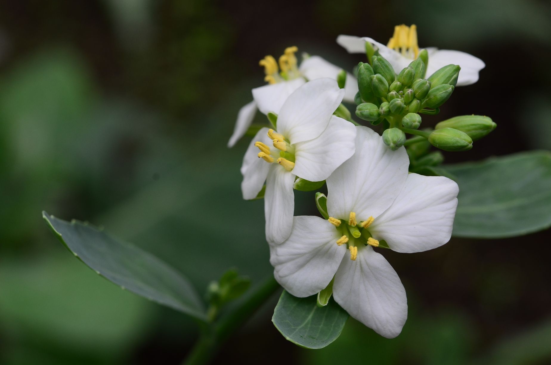 目前開花照片15