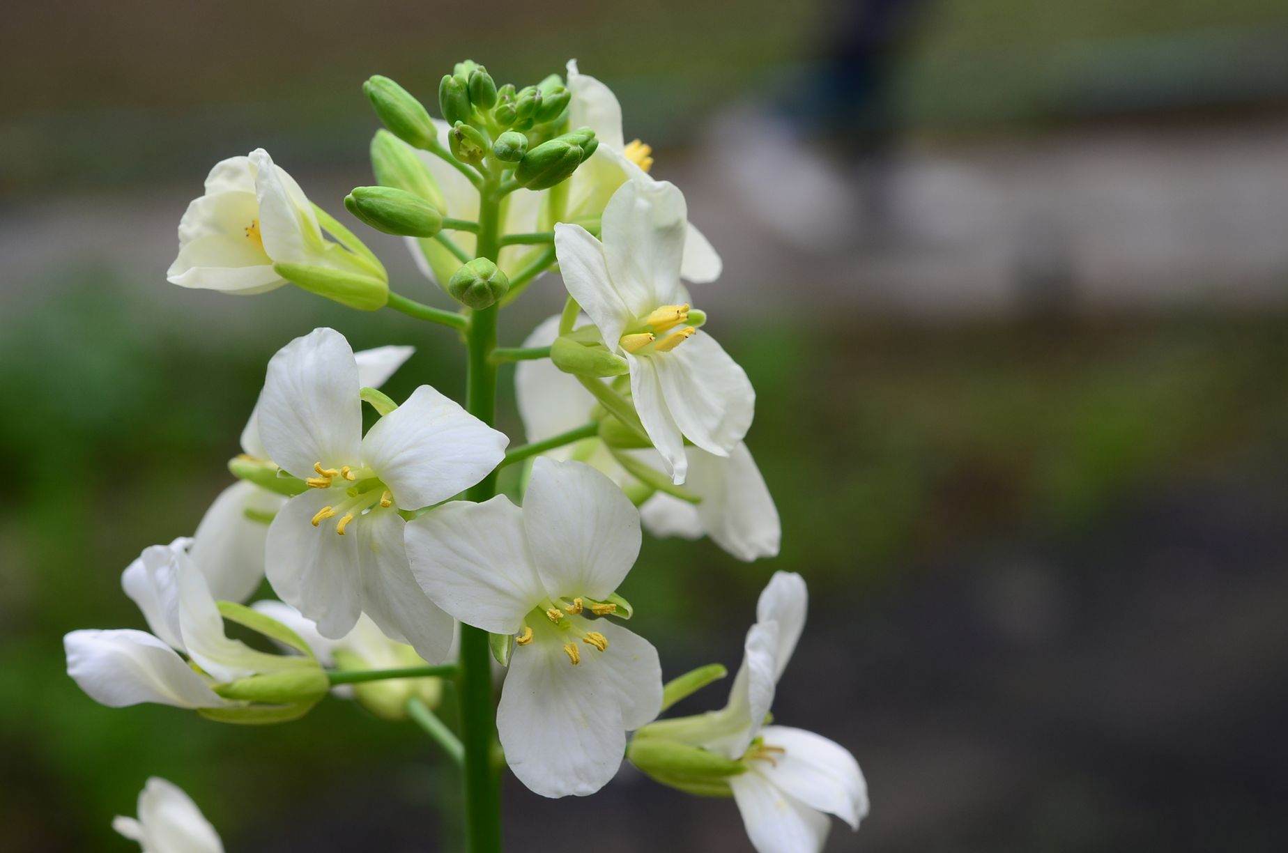 目前開花照片13