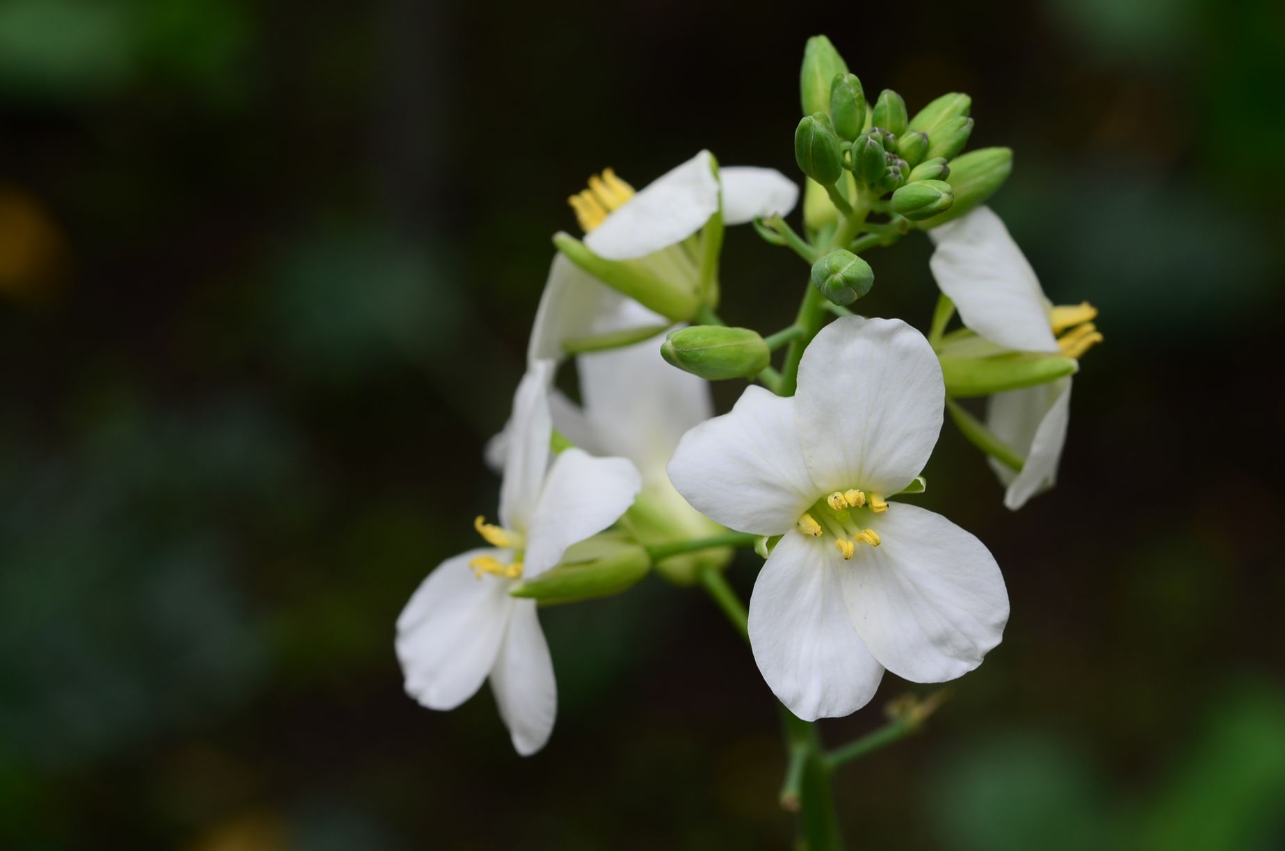 目前開花照片14