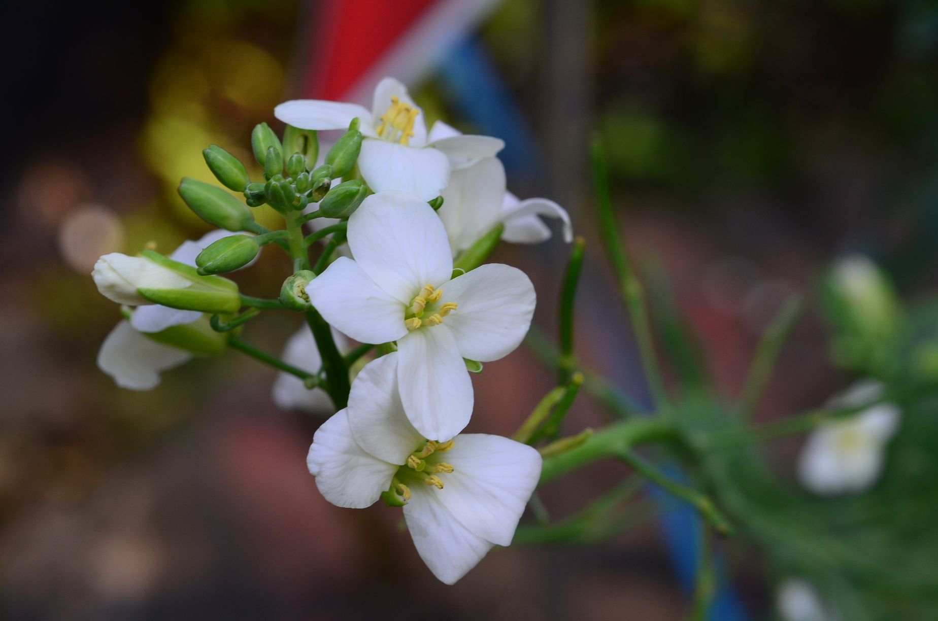 目前開花照片11