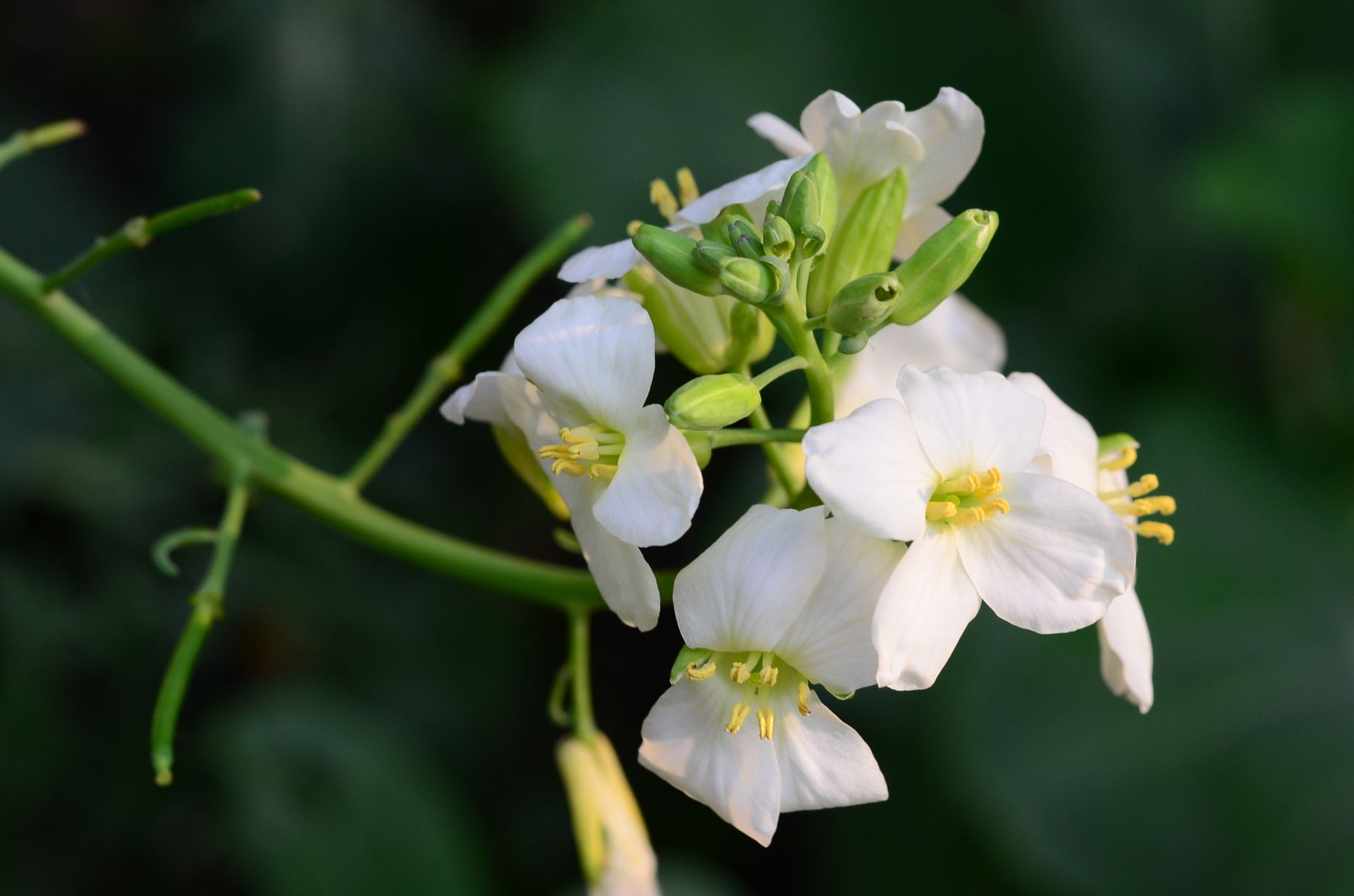 目前開花照片12