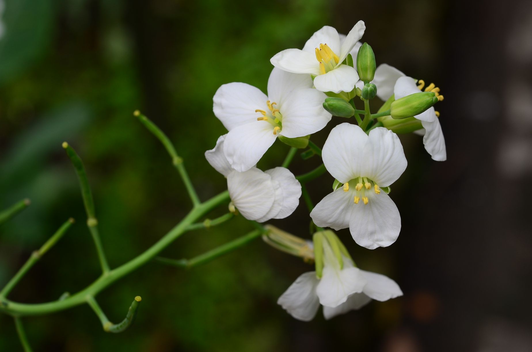 目前開花照片10