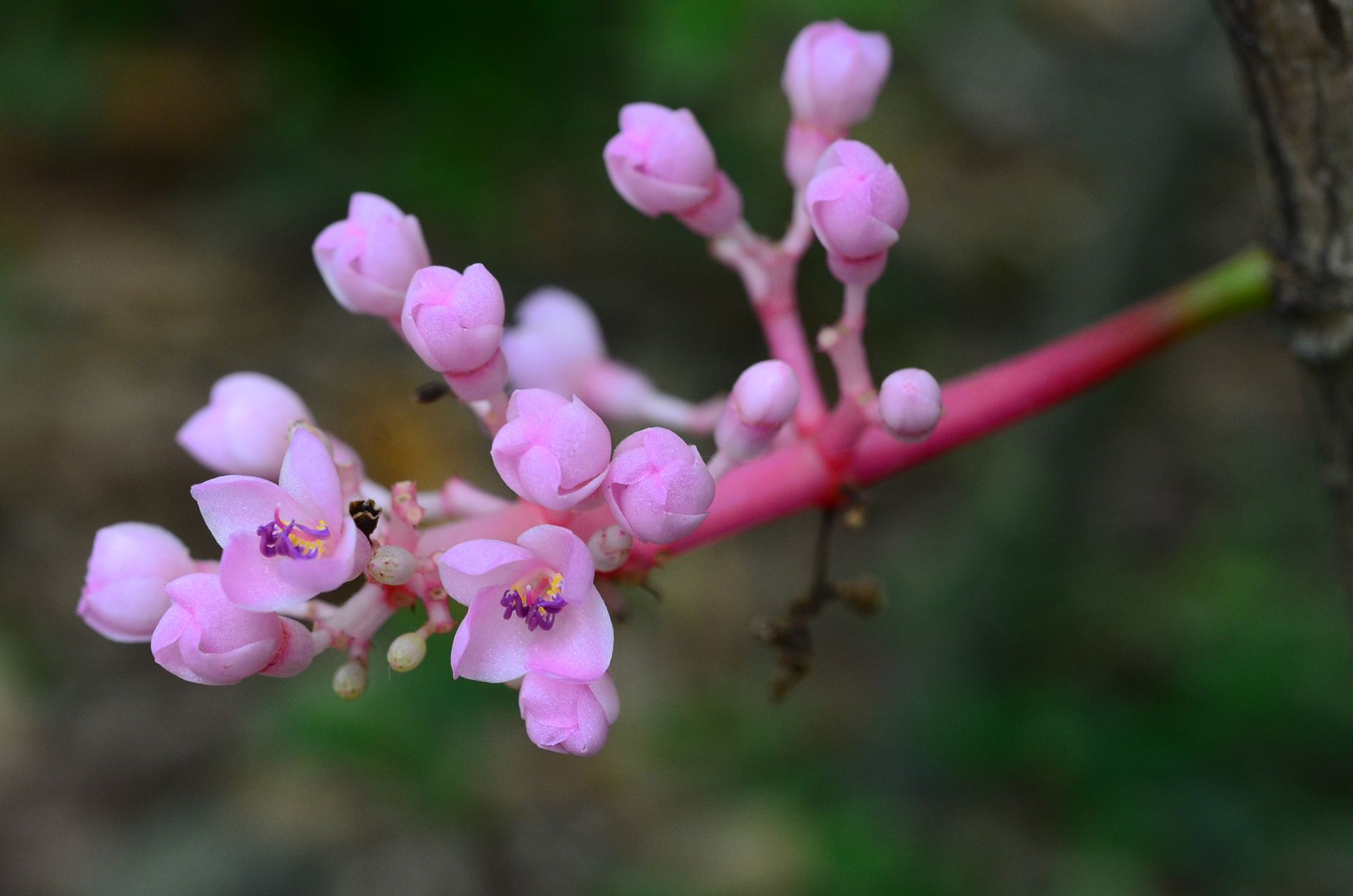 目前開花照片10