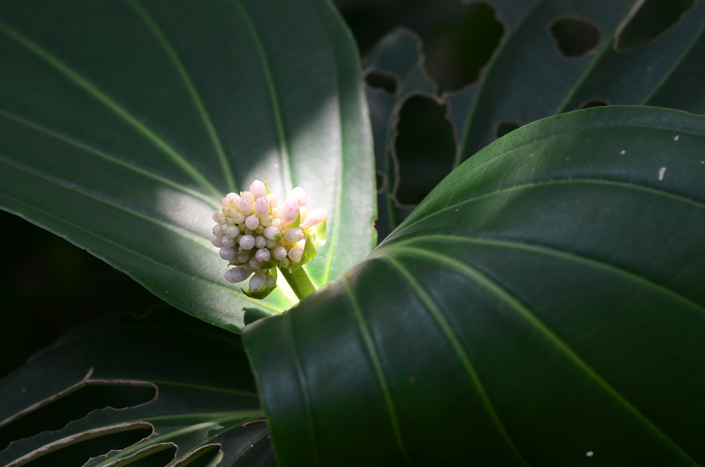 目前開花照片9