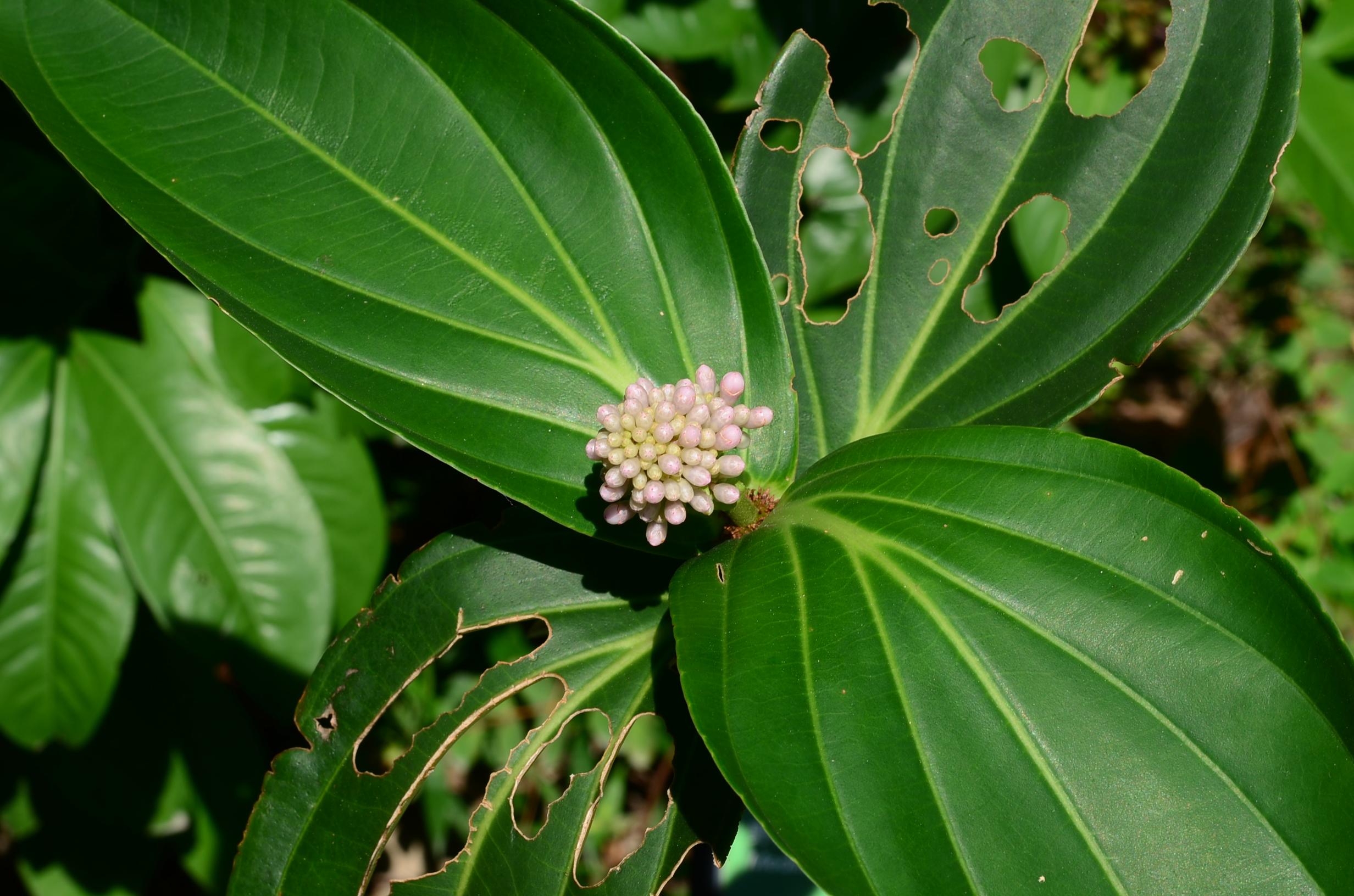 目前開花照片8