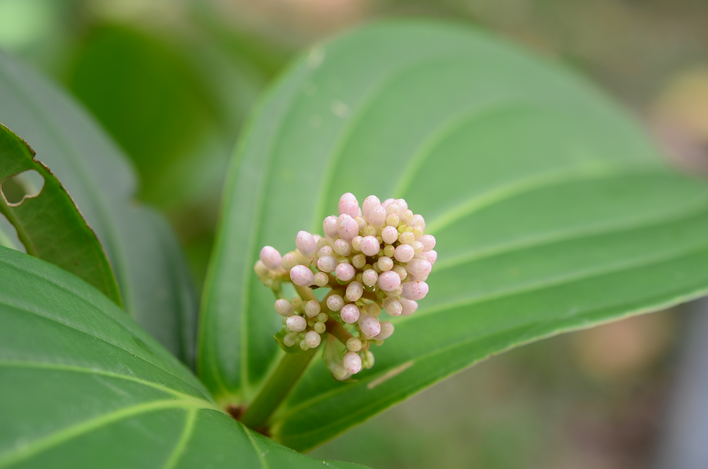 目前開花照片7