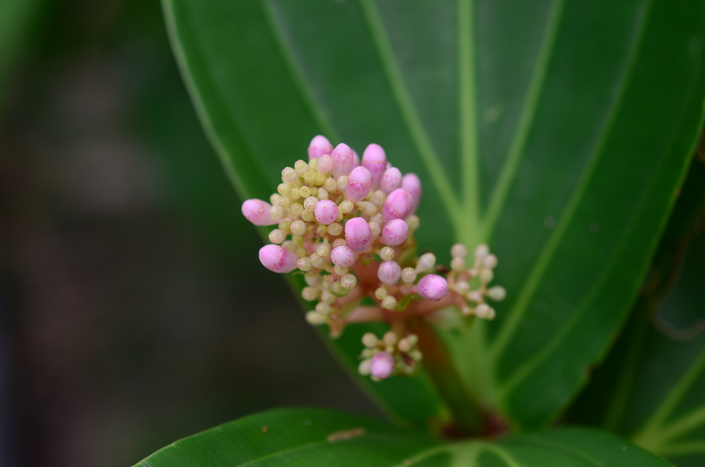 目前開花照片5