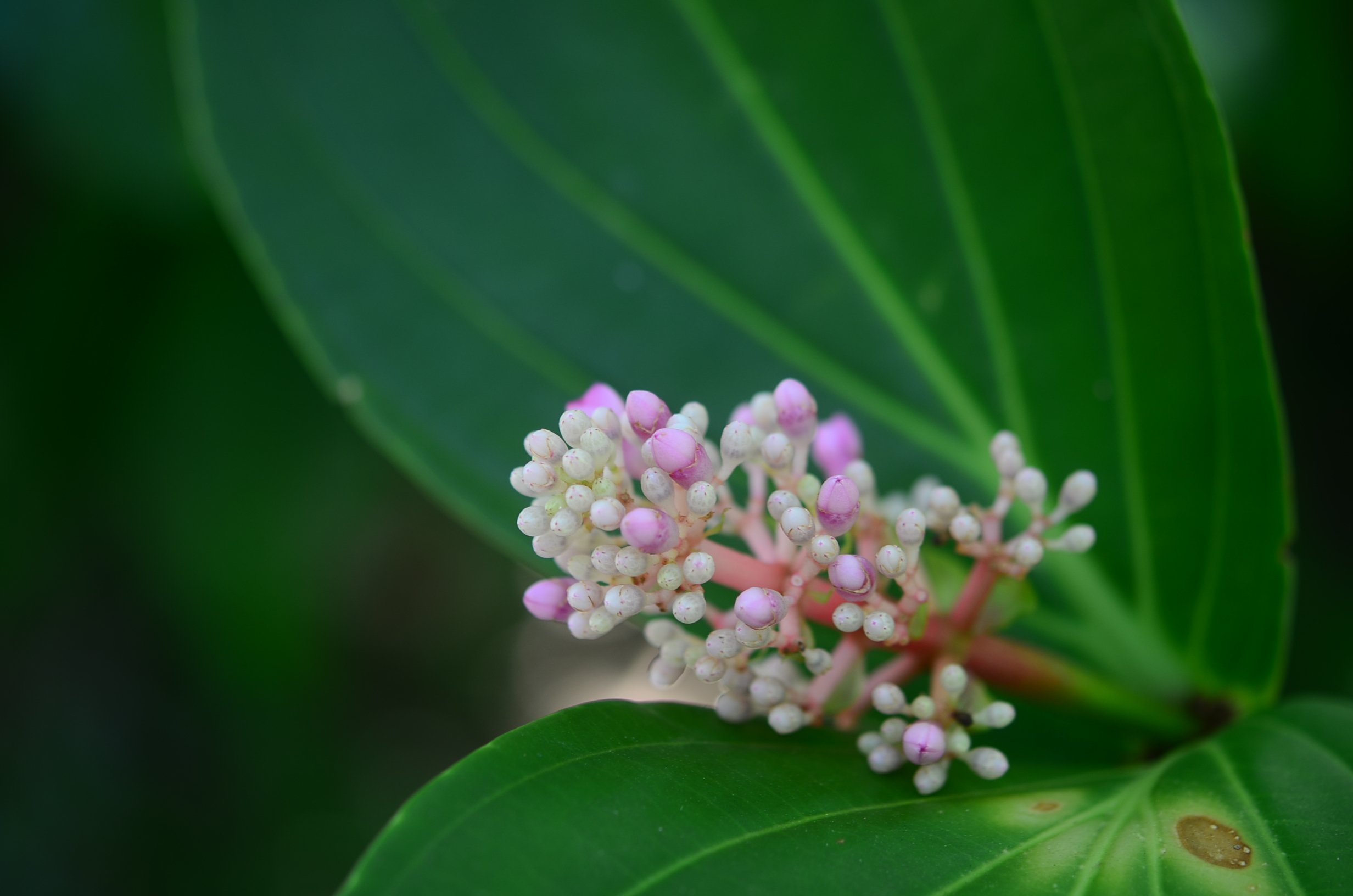 目前開花照片3
