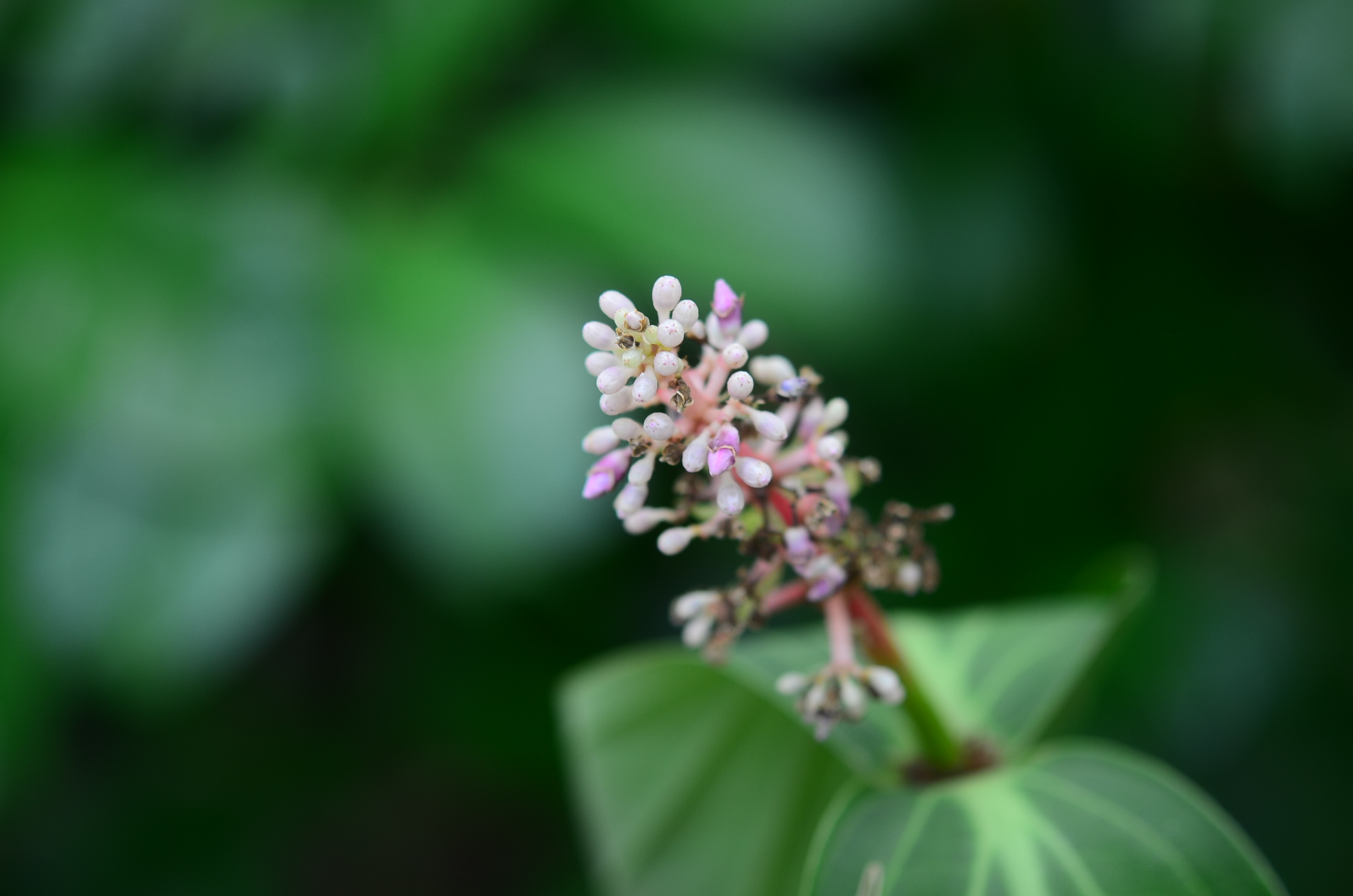目前開花照片1