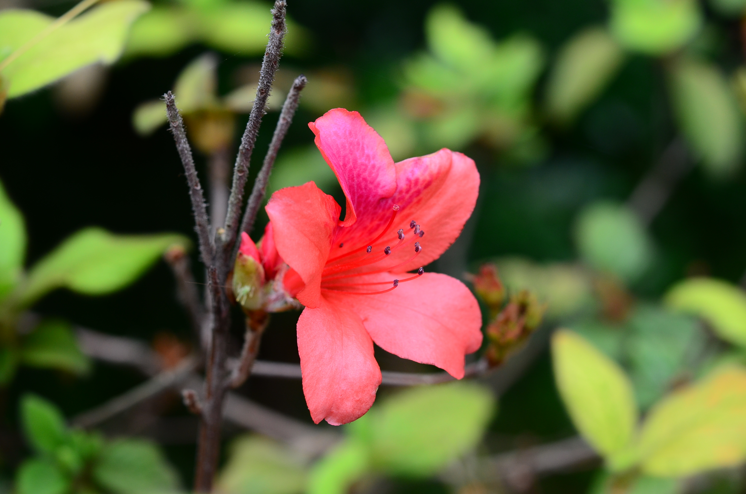 目前開花照片7