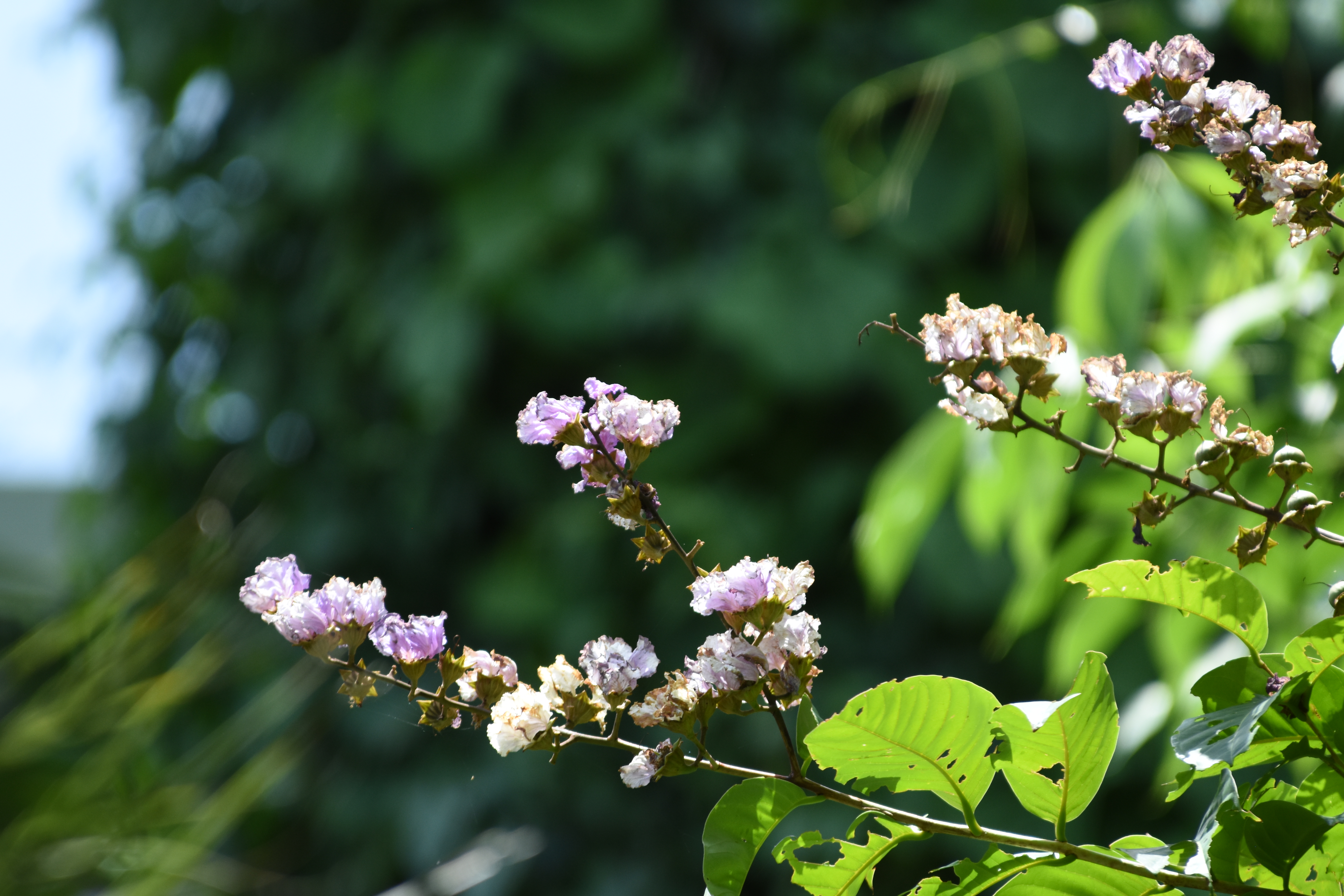 目前開花照片10