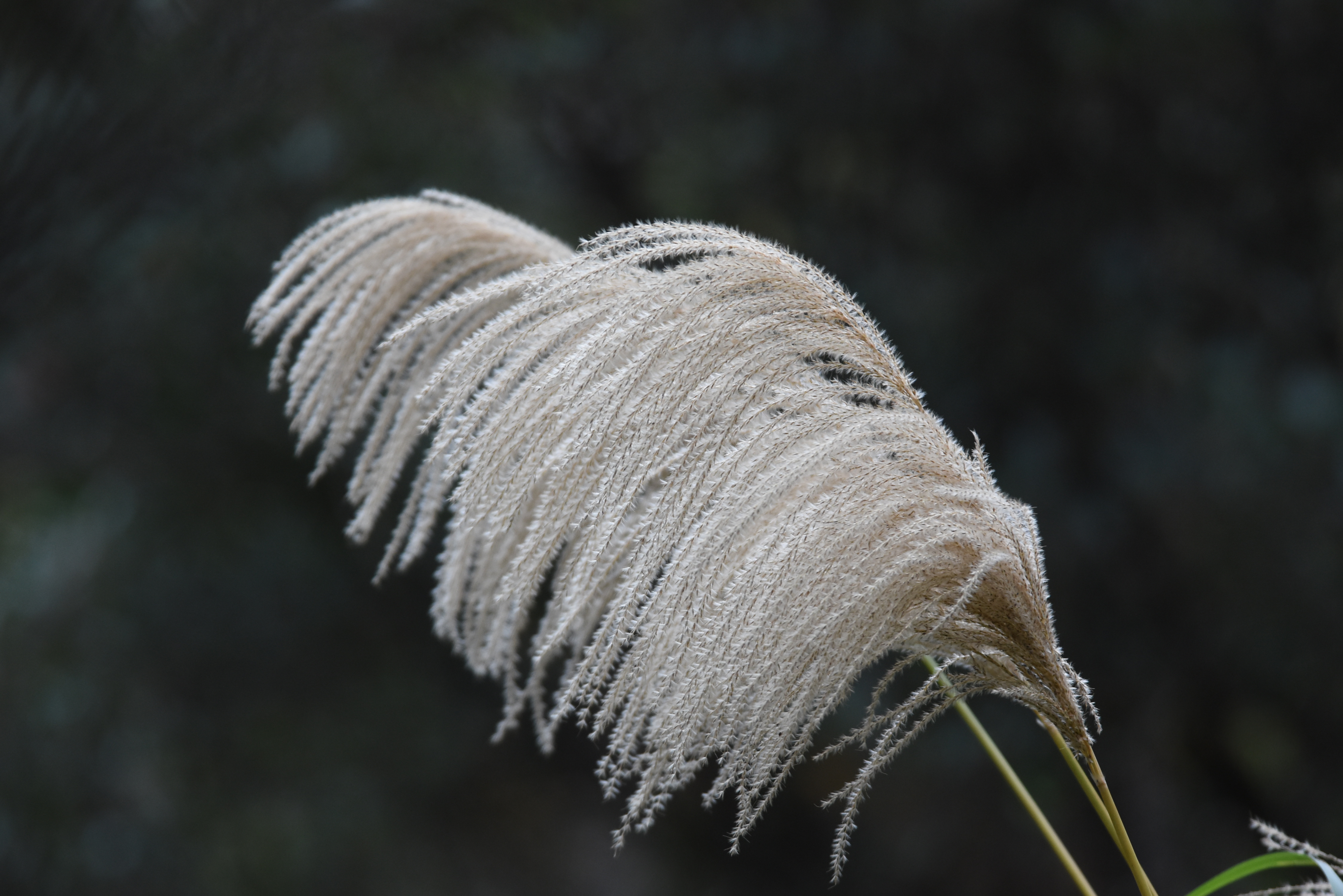 目前開花照片9