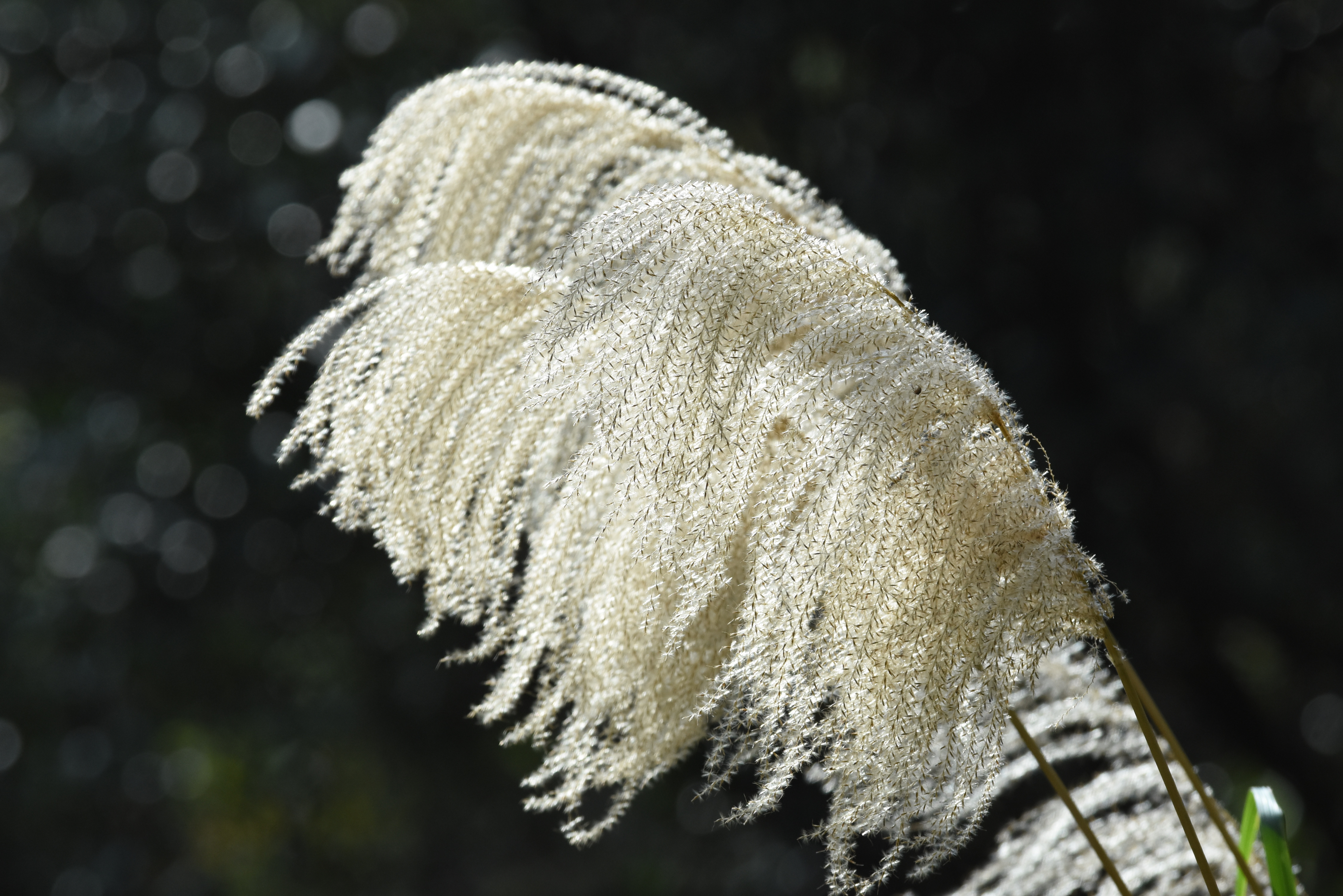 目前開花照片7
