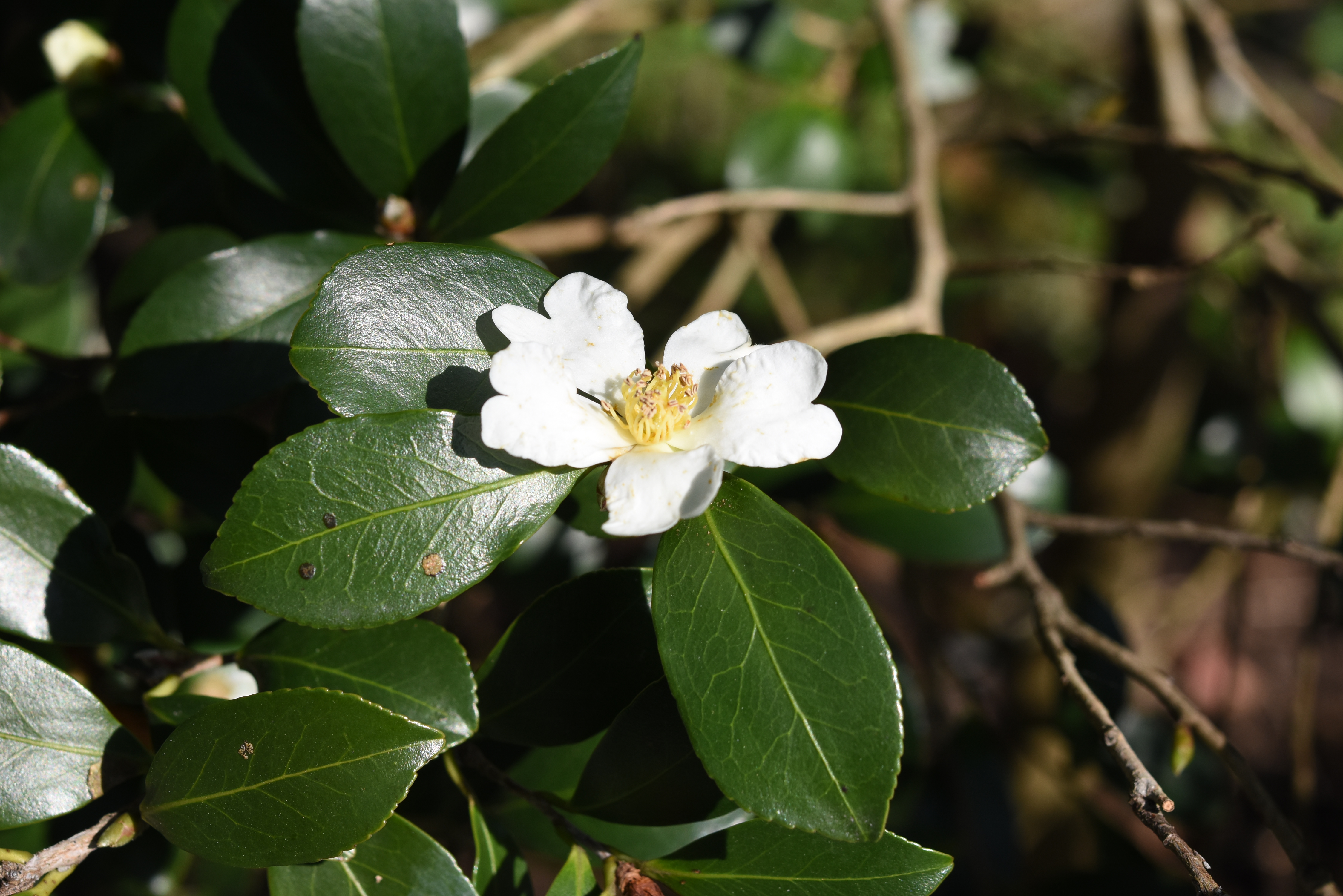 目前開花照片4