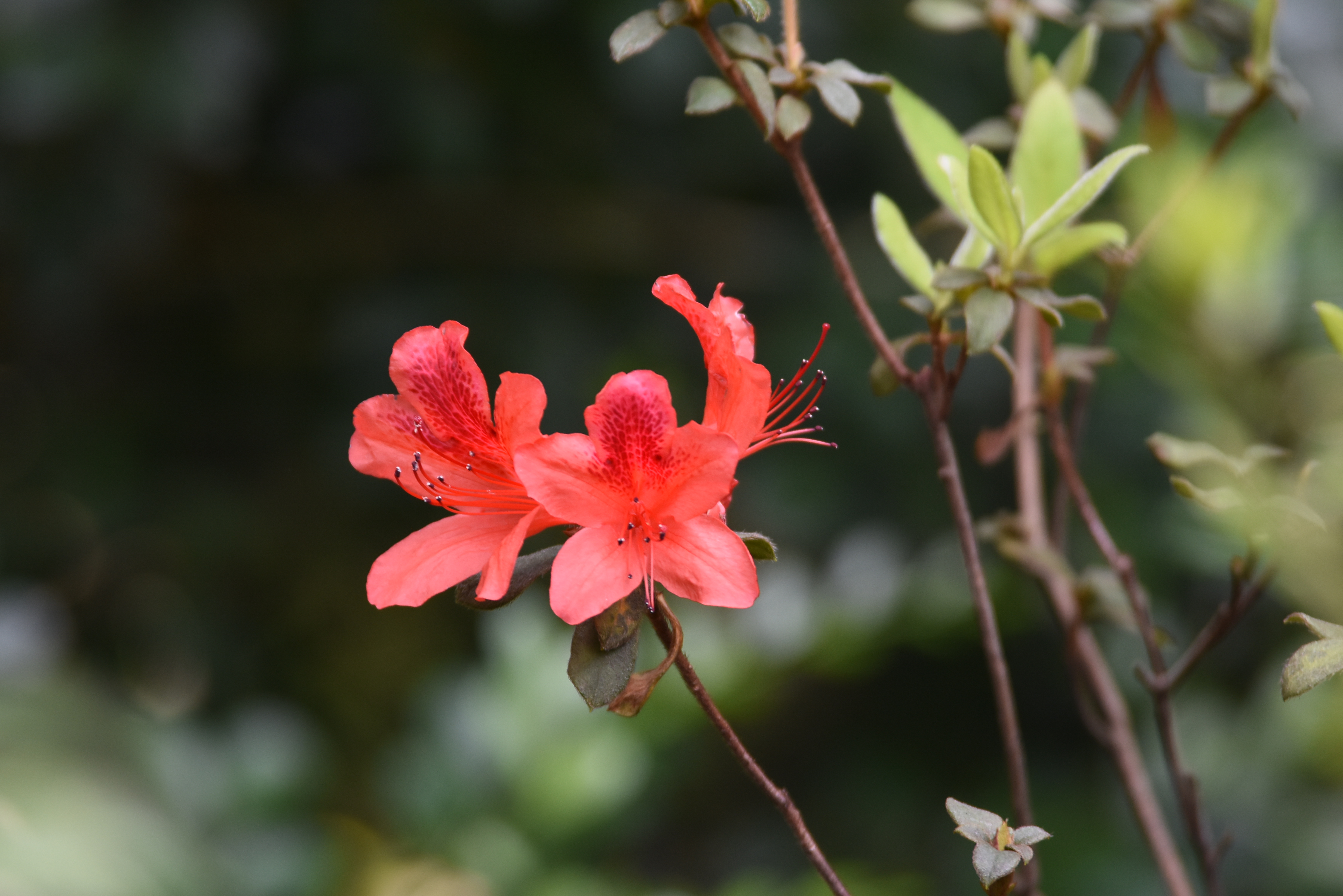 目前開花照片6