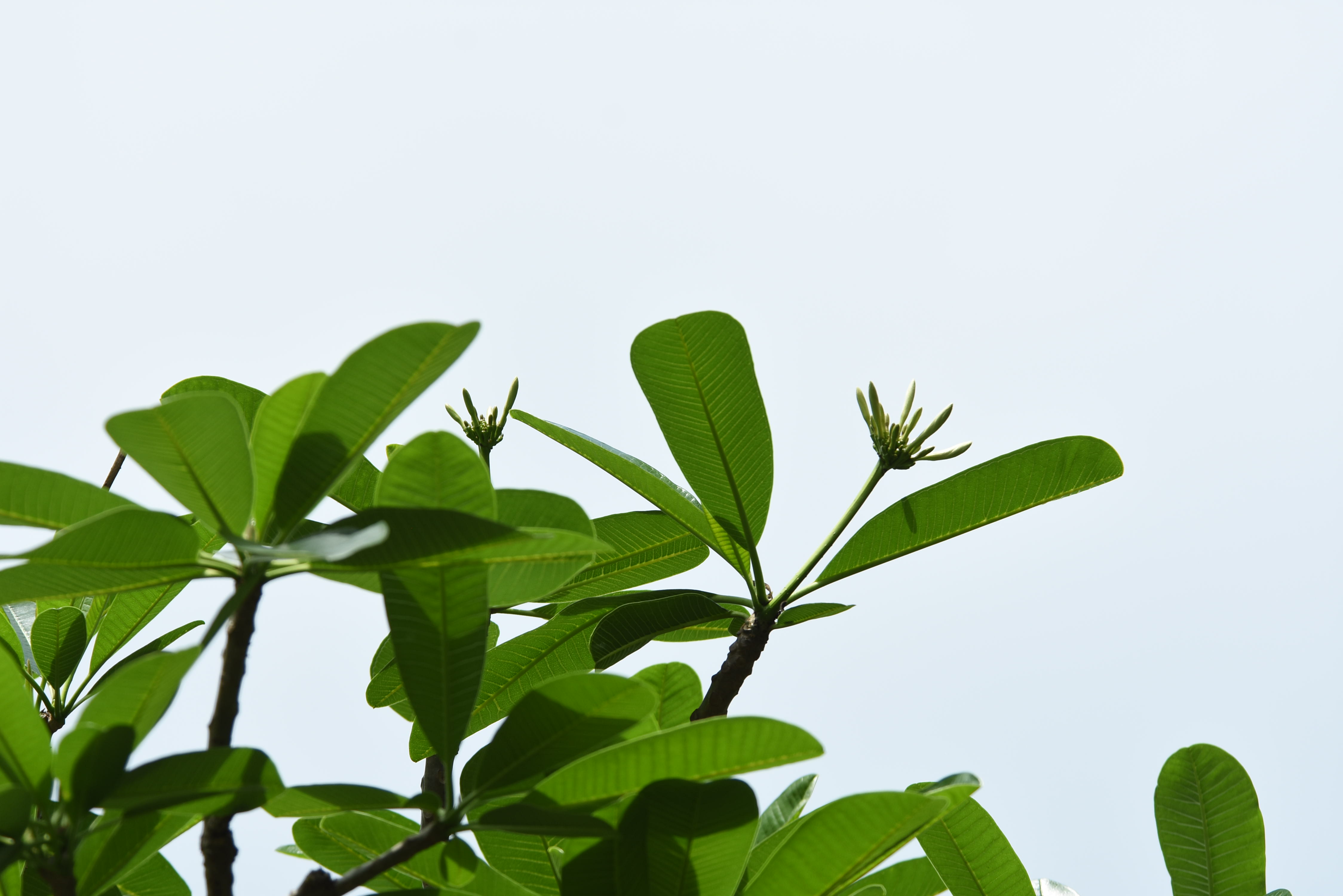 目前開花照片14