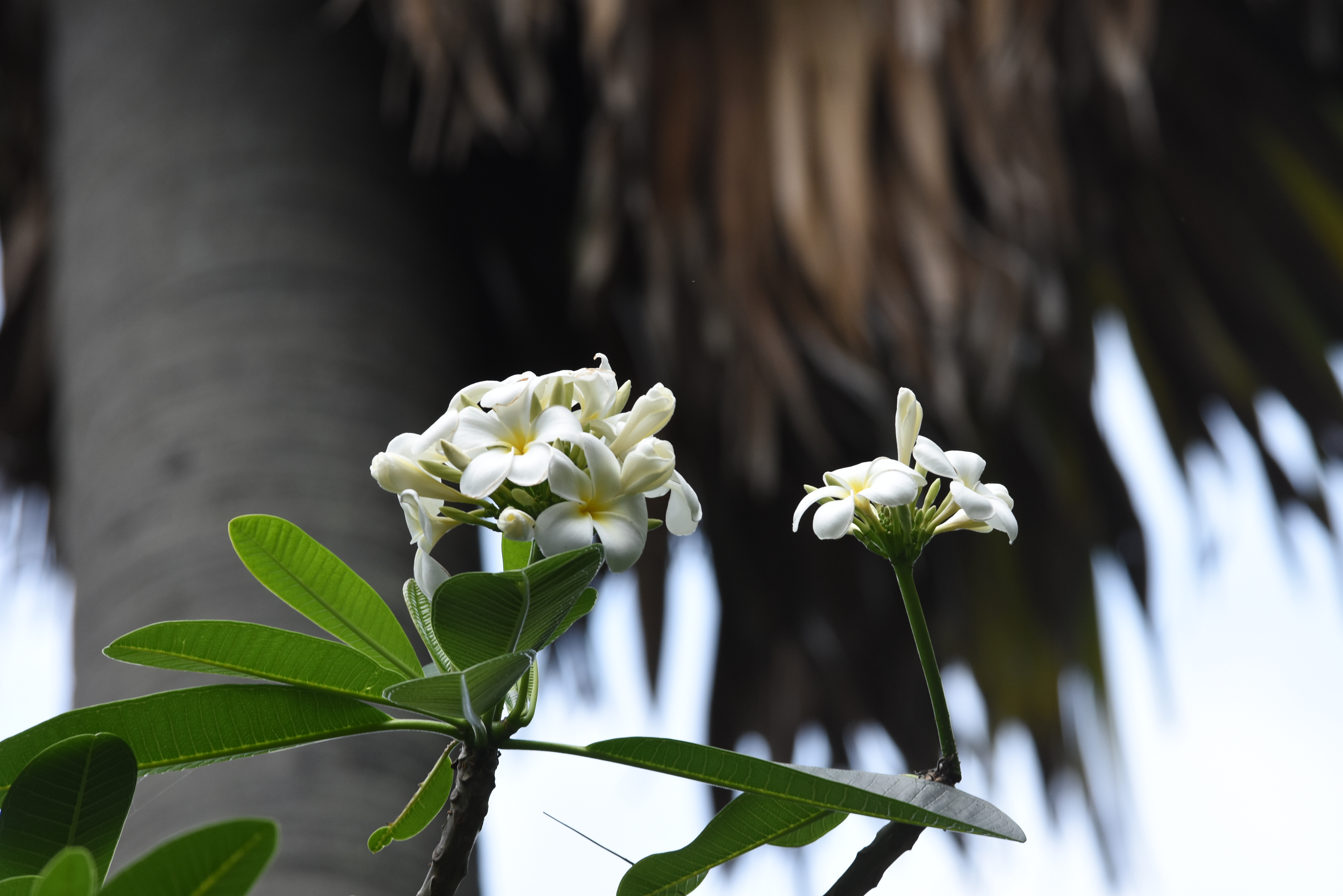 目前開花照片13