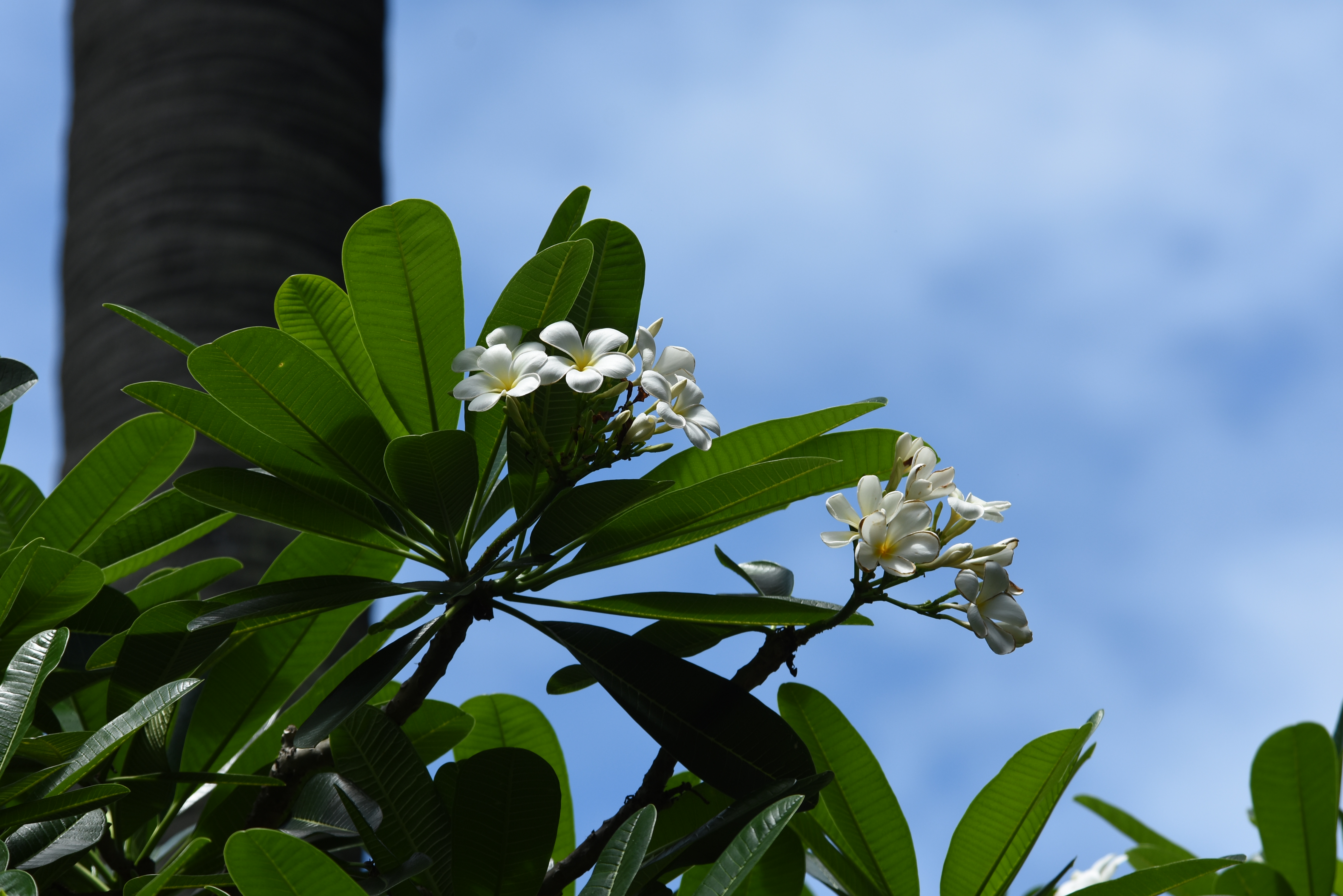 目前開花照片11