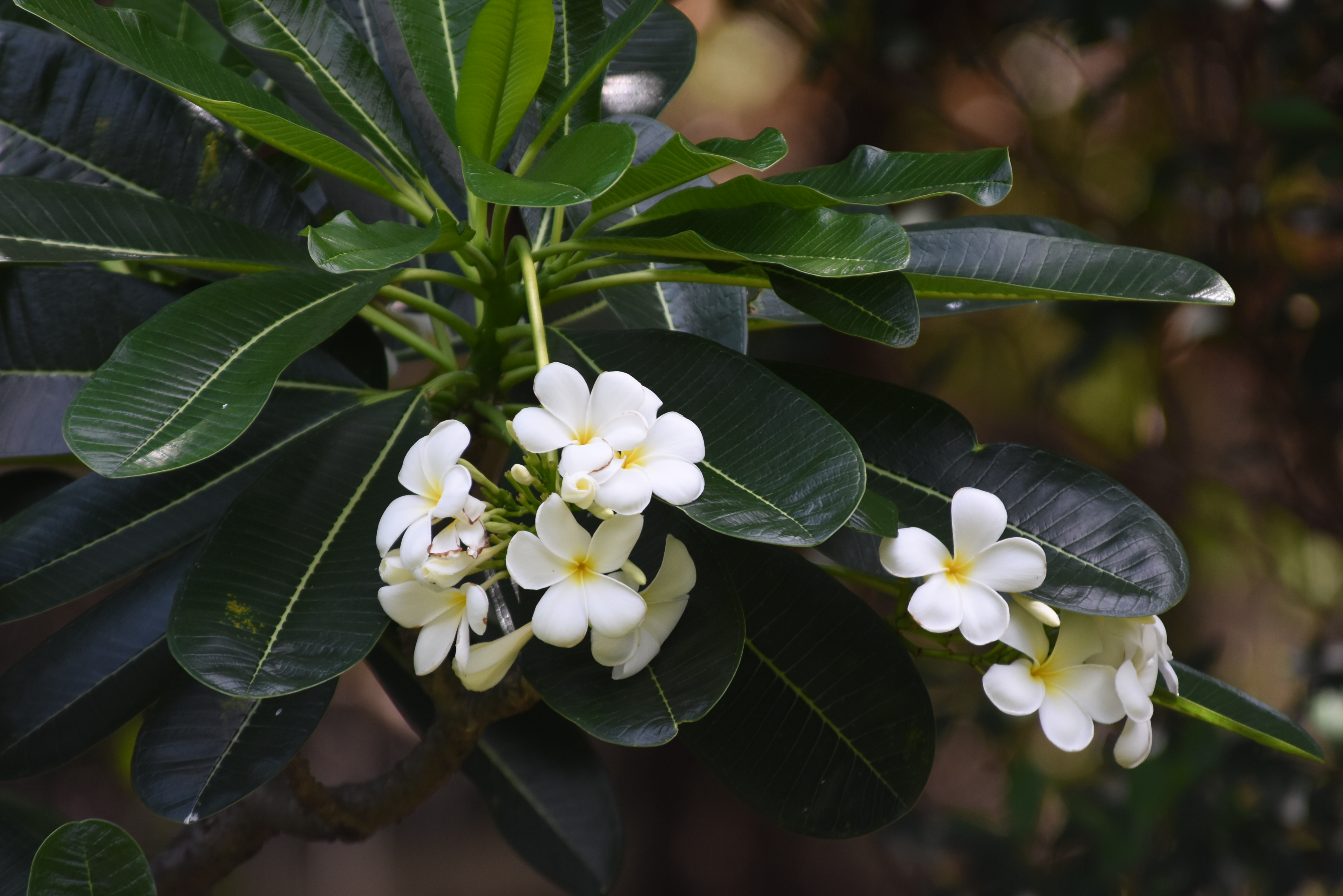 目前開花照片10