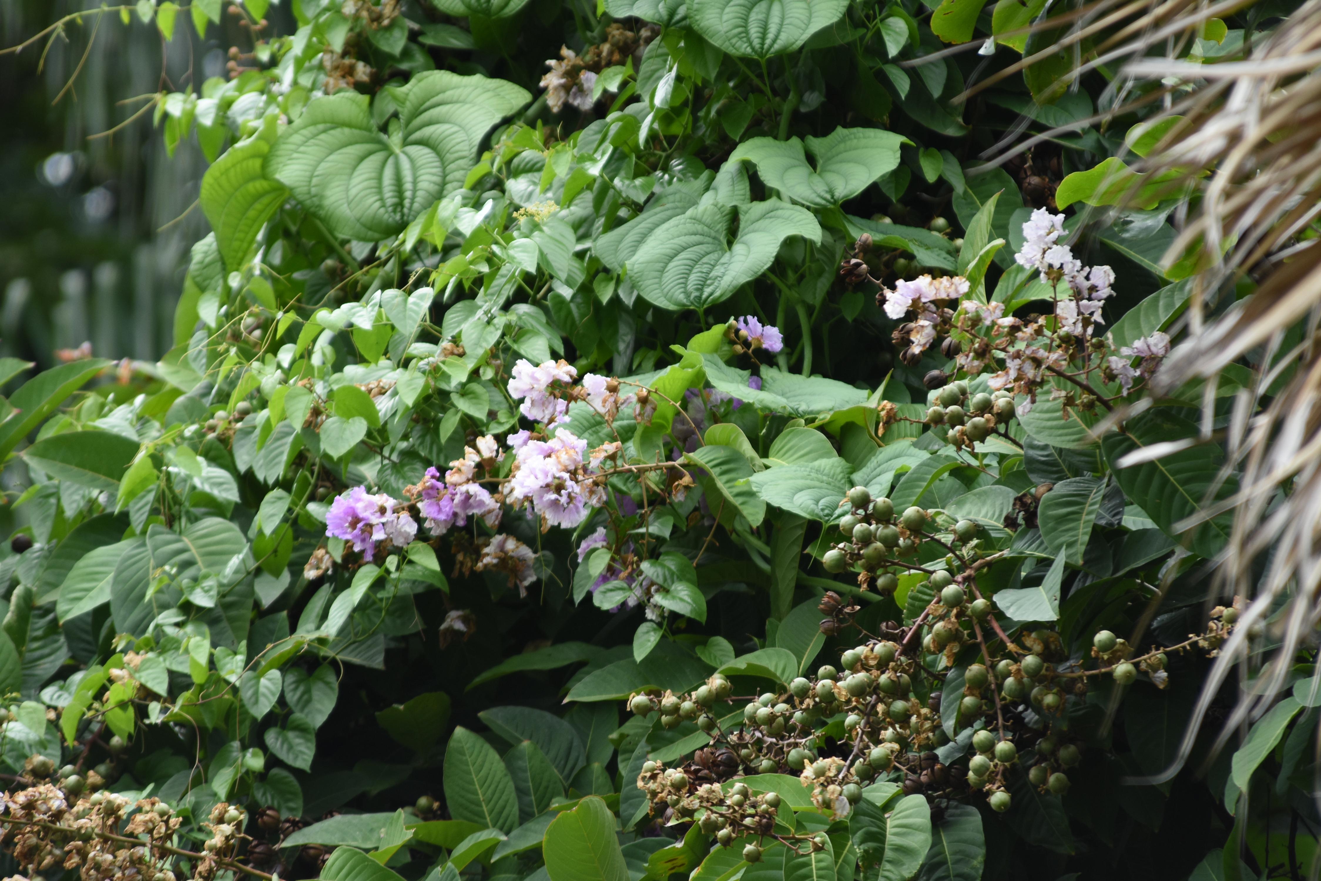 目前開花照片4