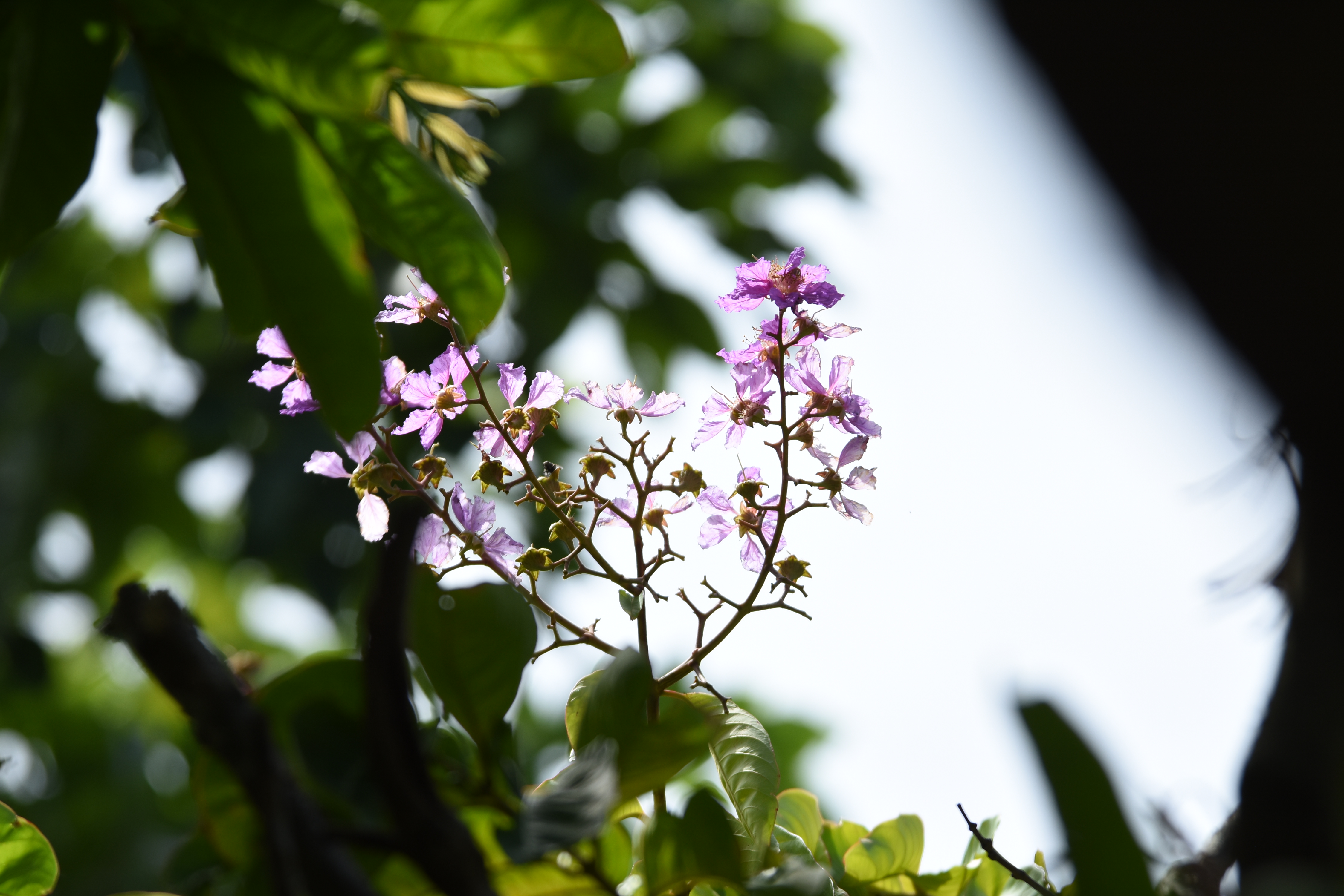 目前開花照片2