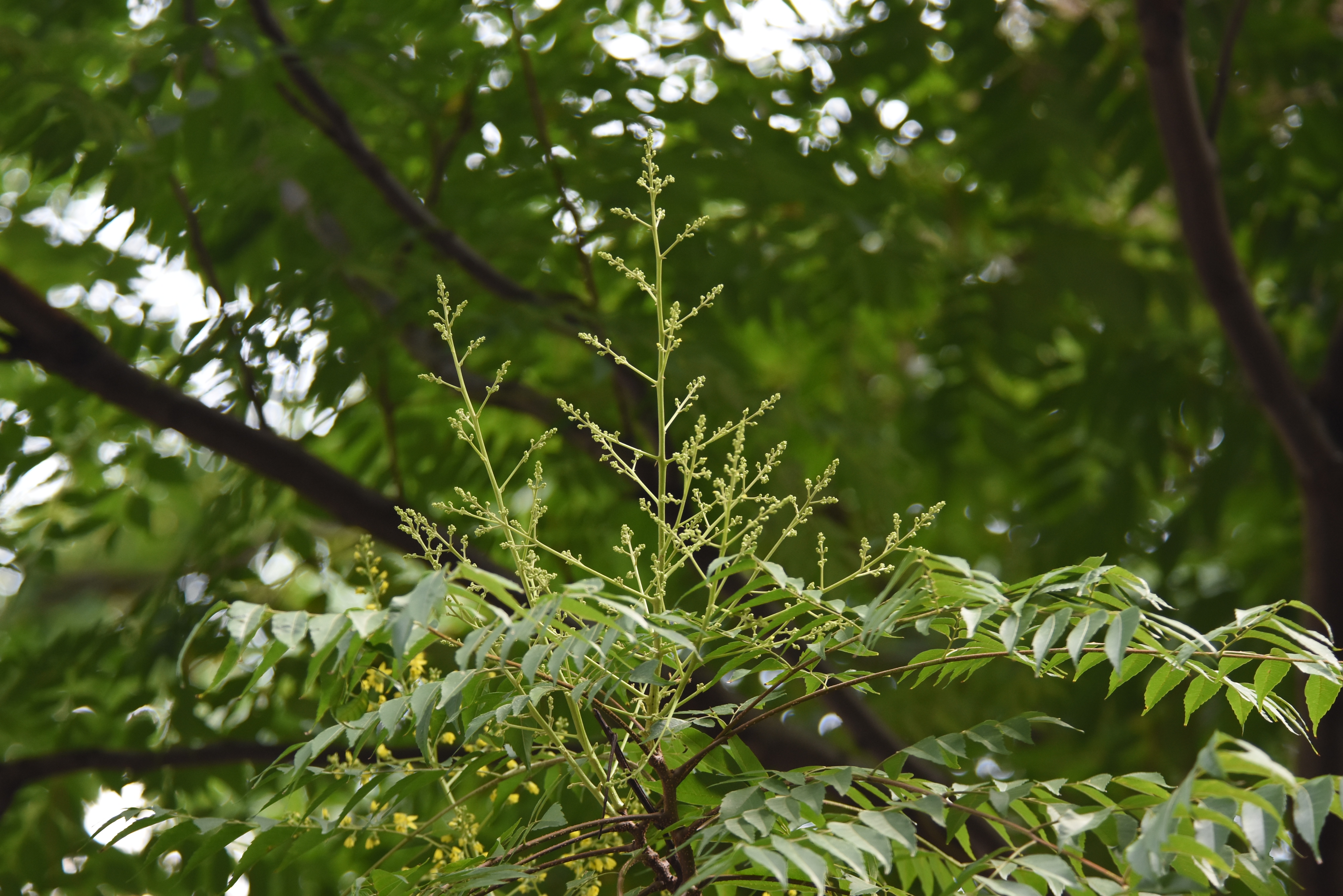 目前開花照片6