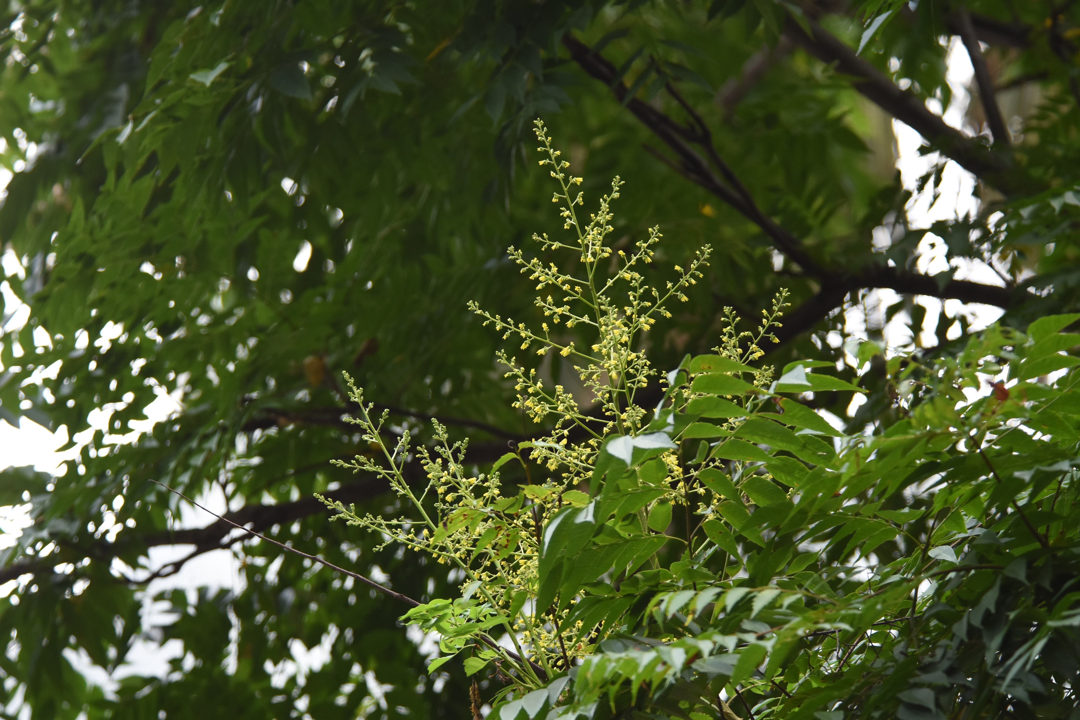 目前開花照片7