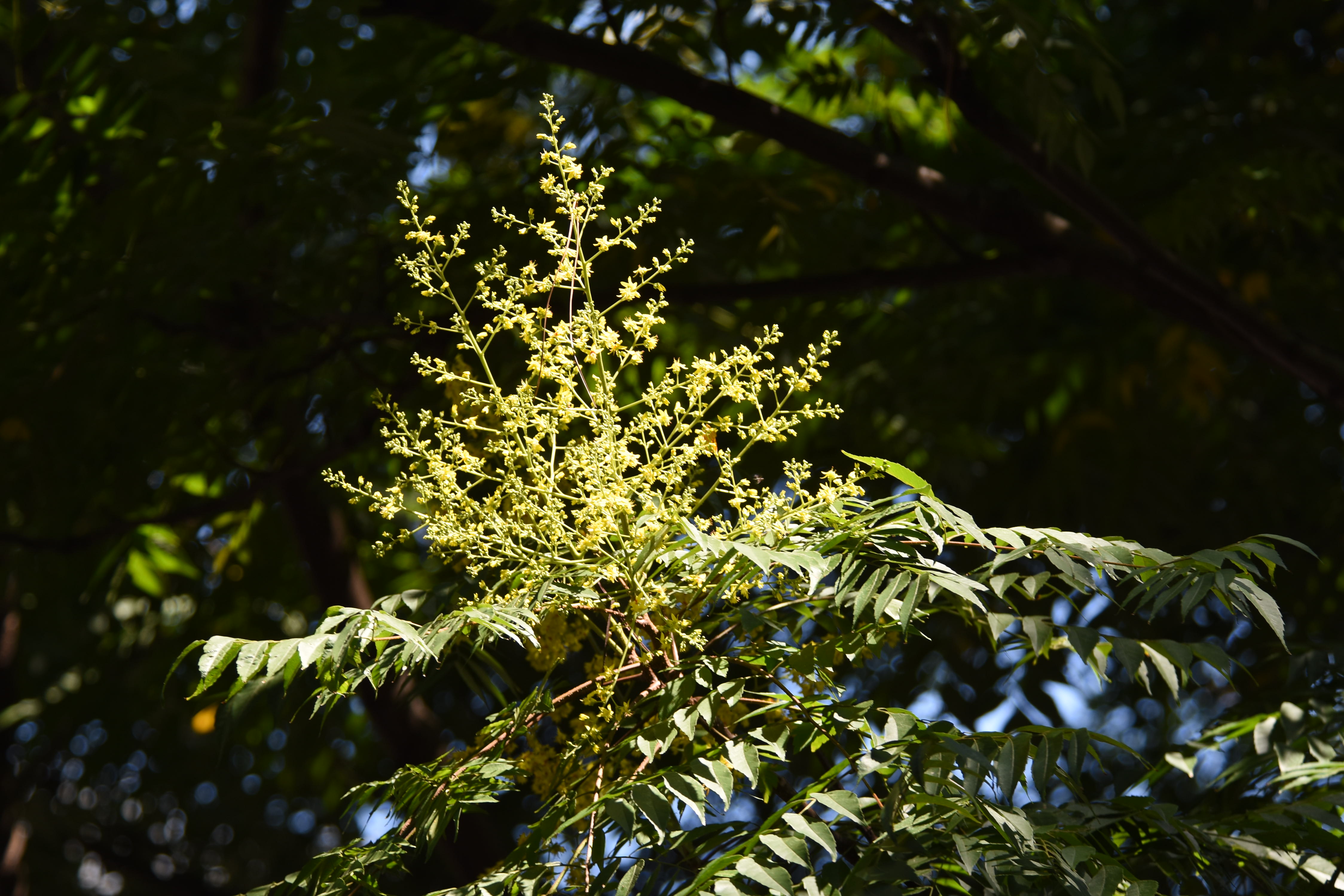 目前開花照片4