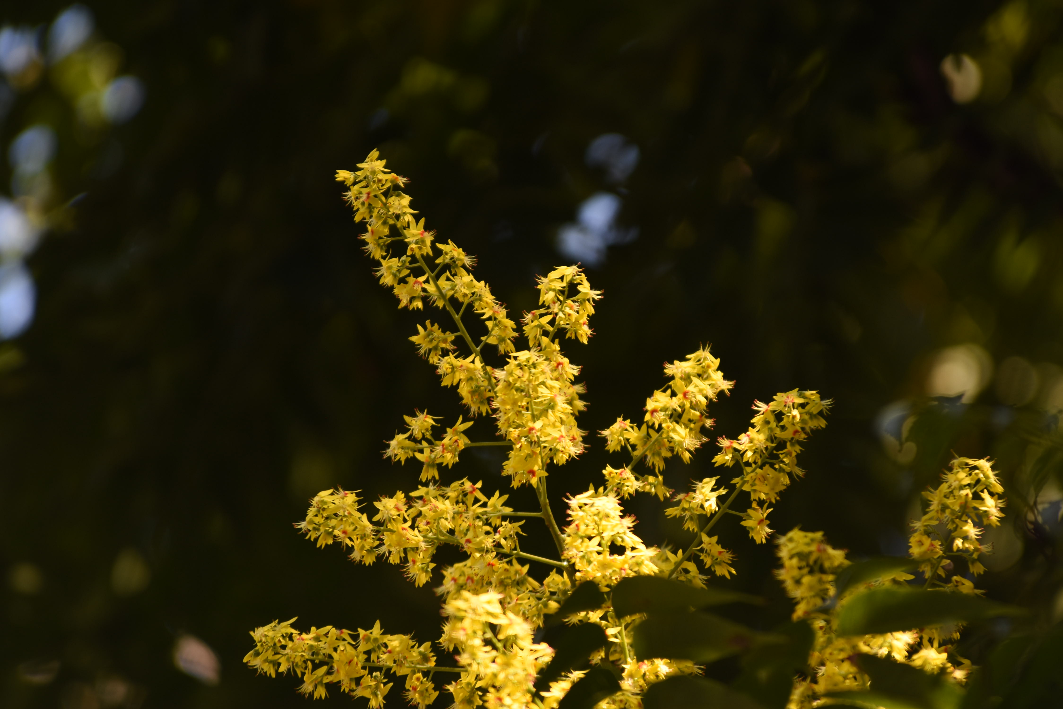 目前開花照片5