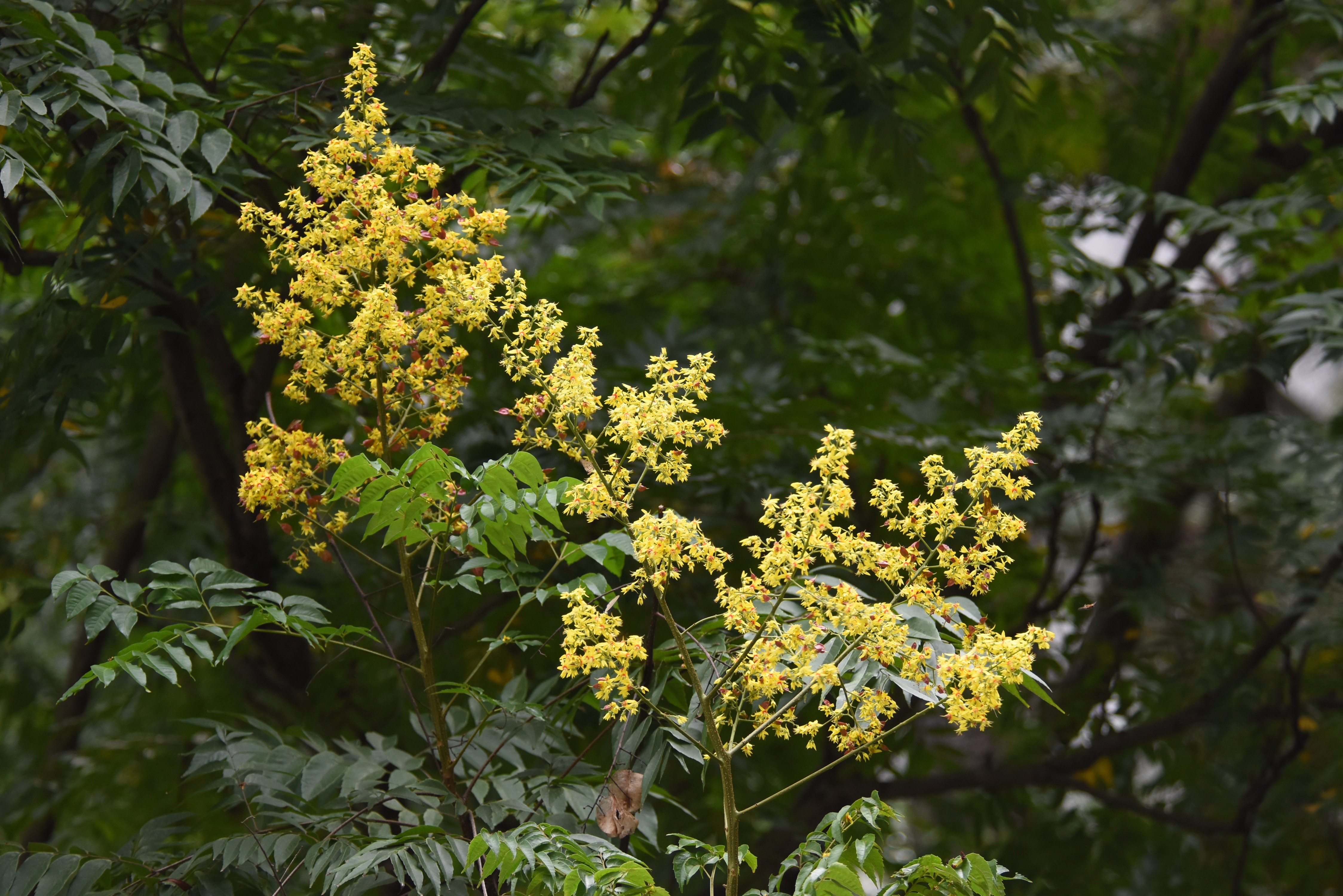 目前開花照片3