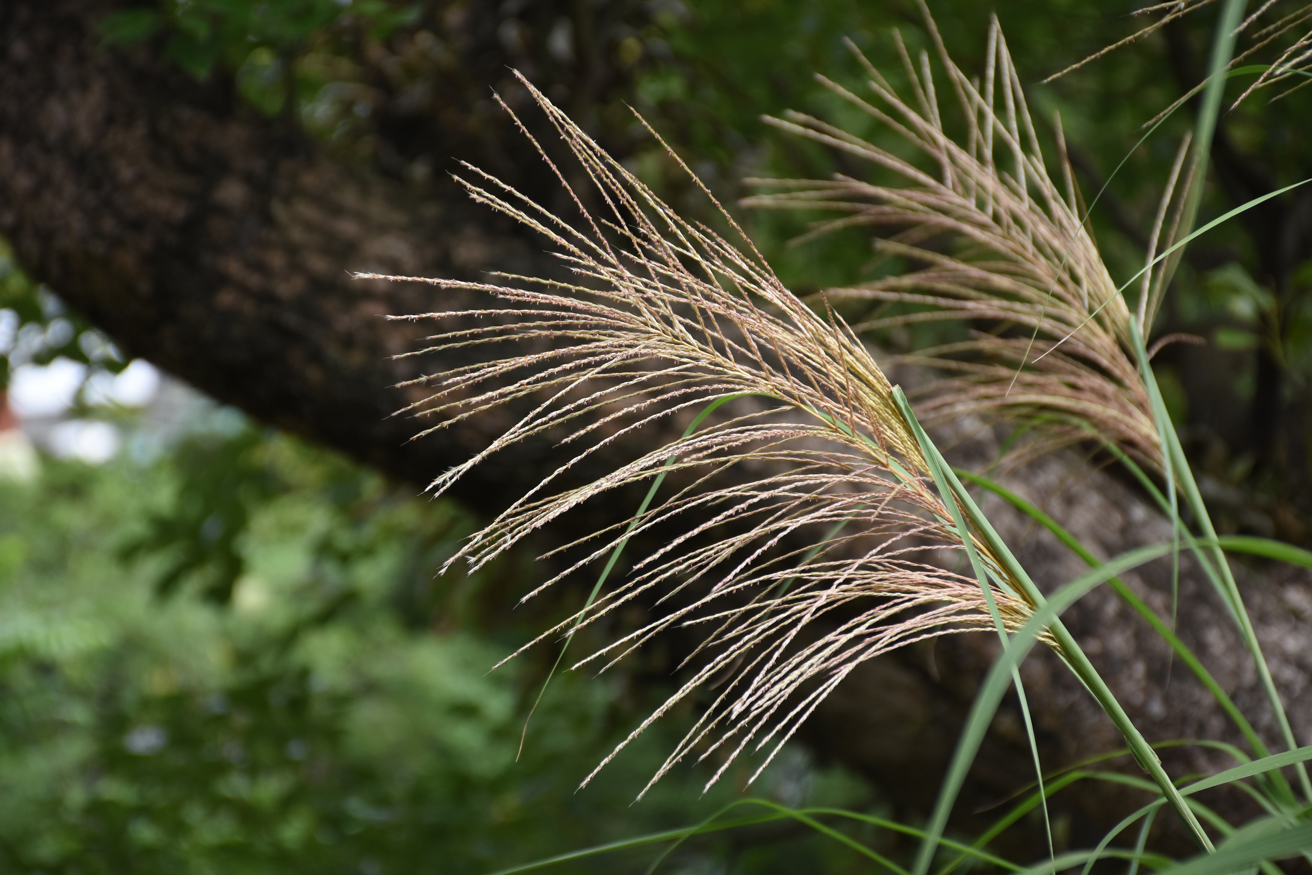 目前開花照片6