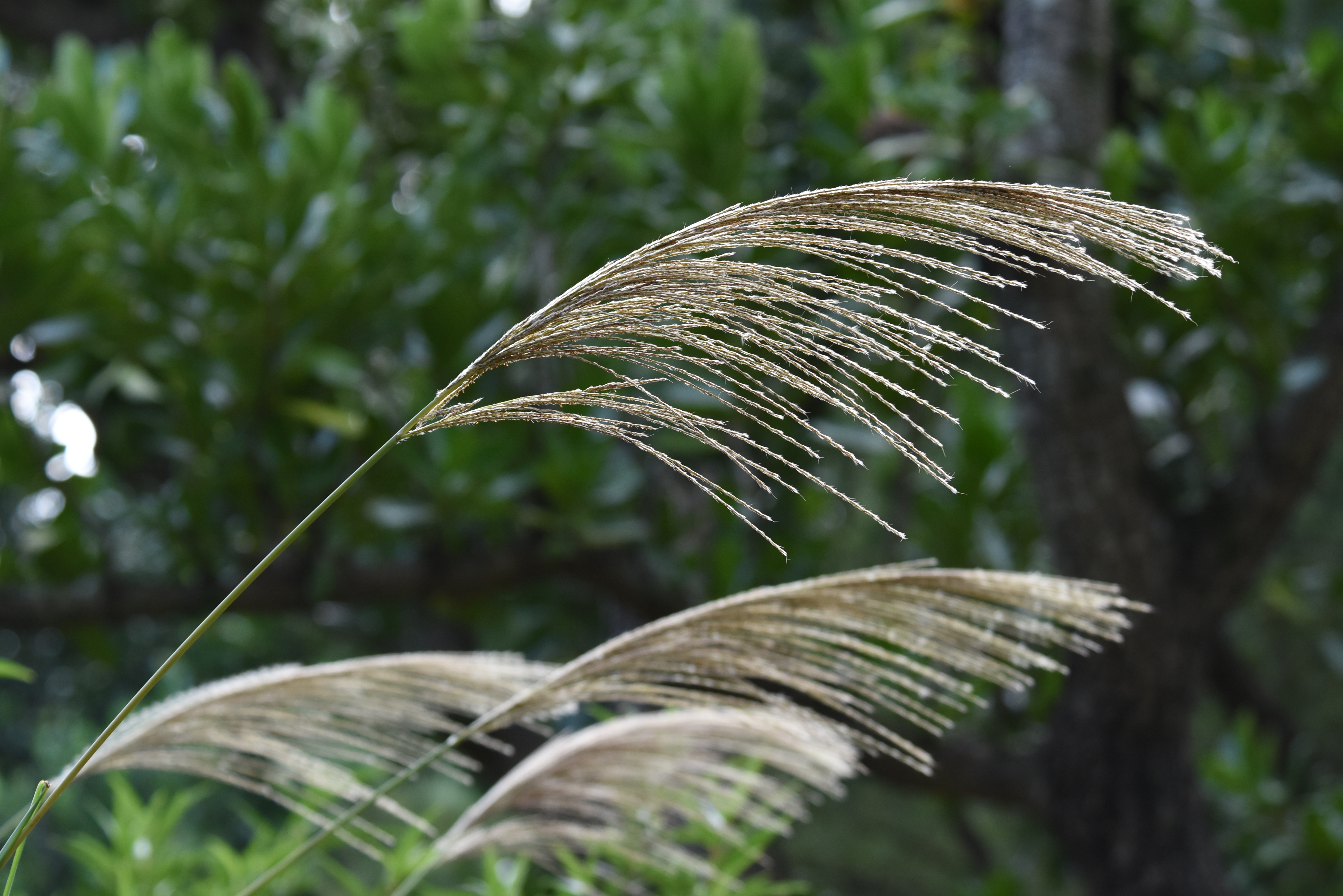 目前開花照片5
