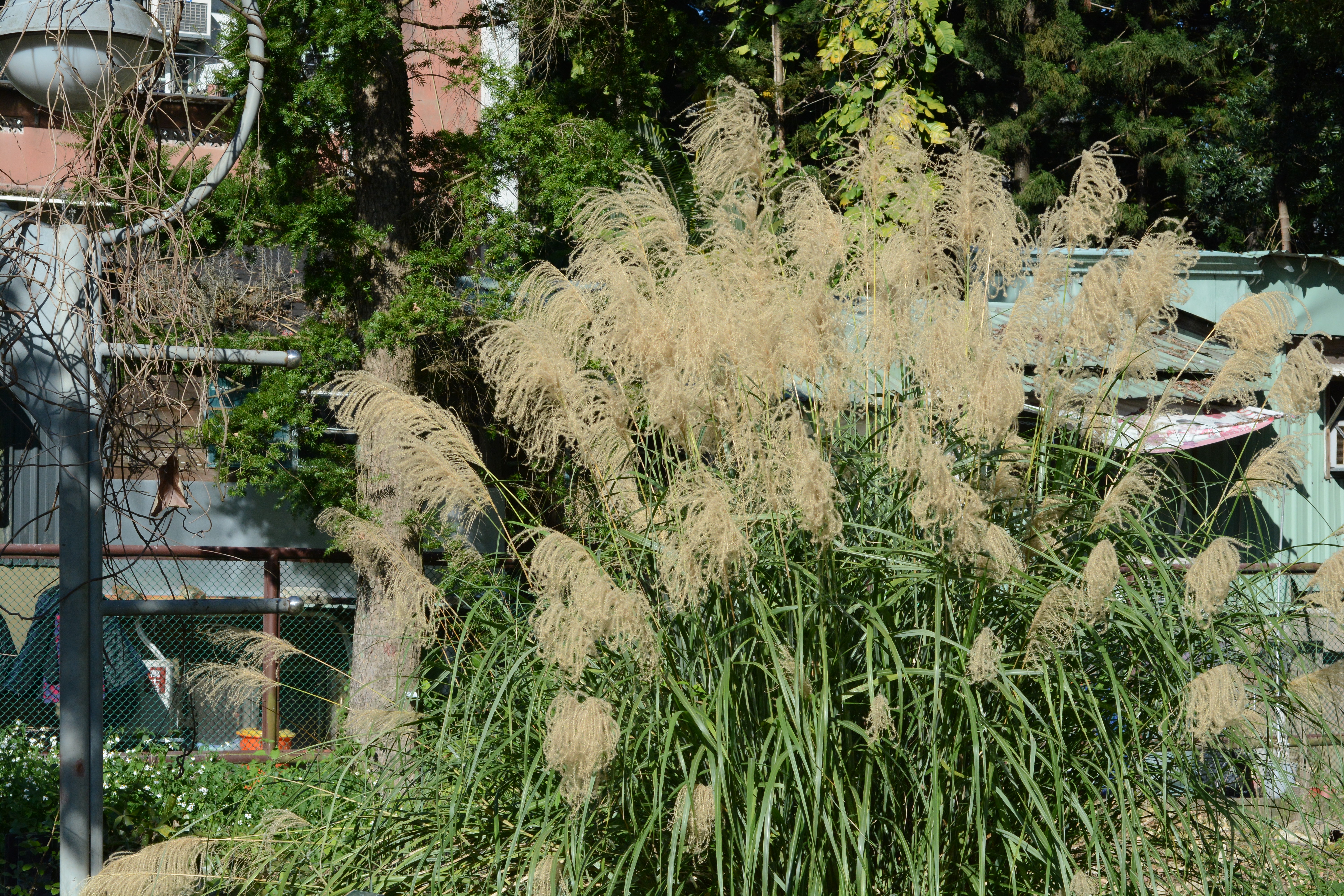 目前開花照片2