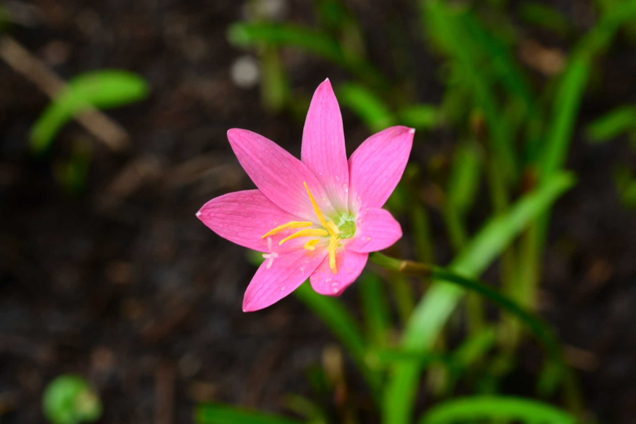 目前開花照片7