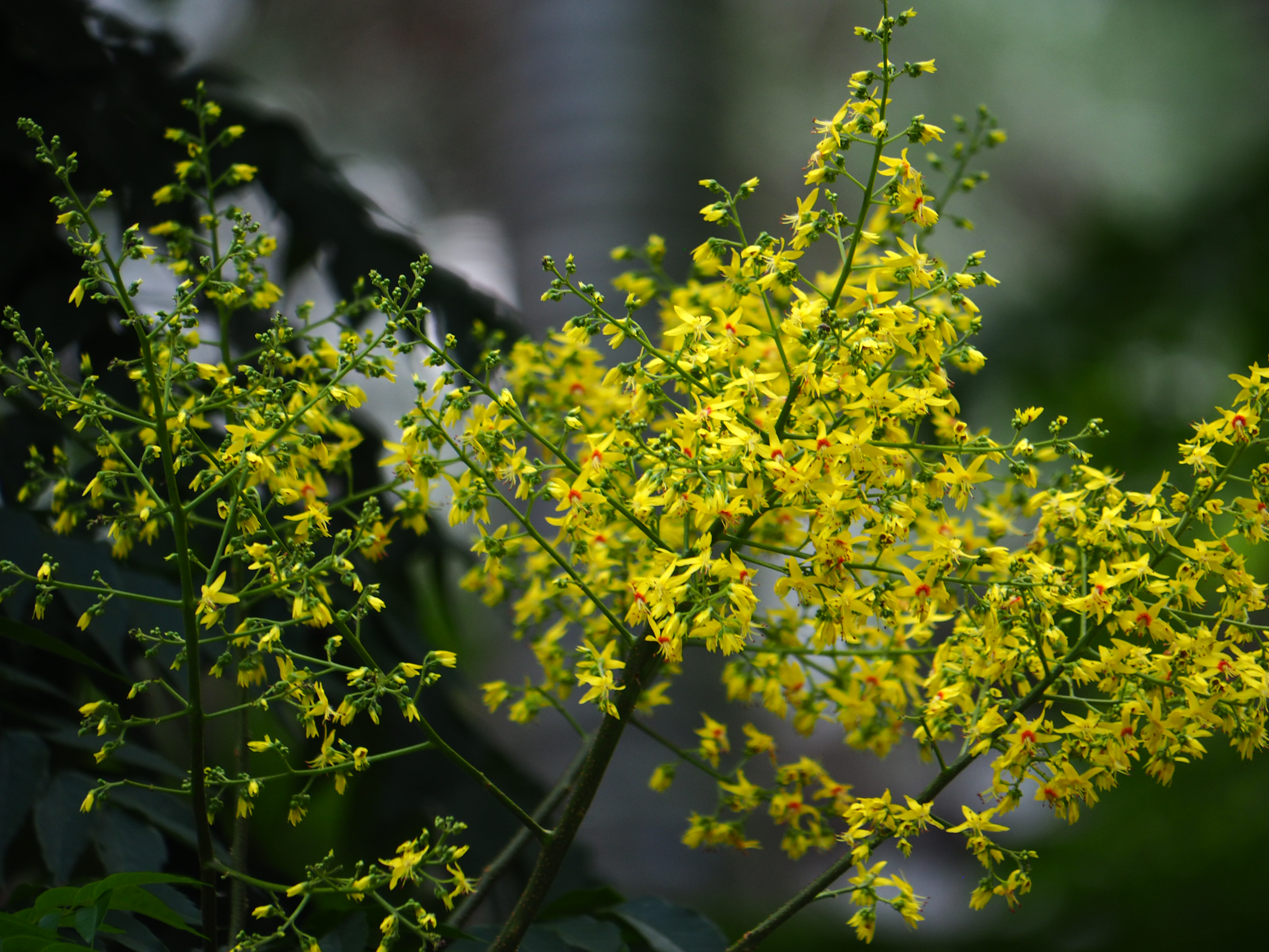 目前開花照片2