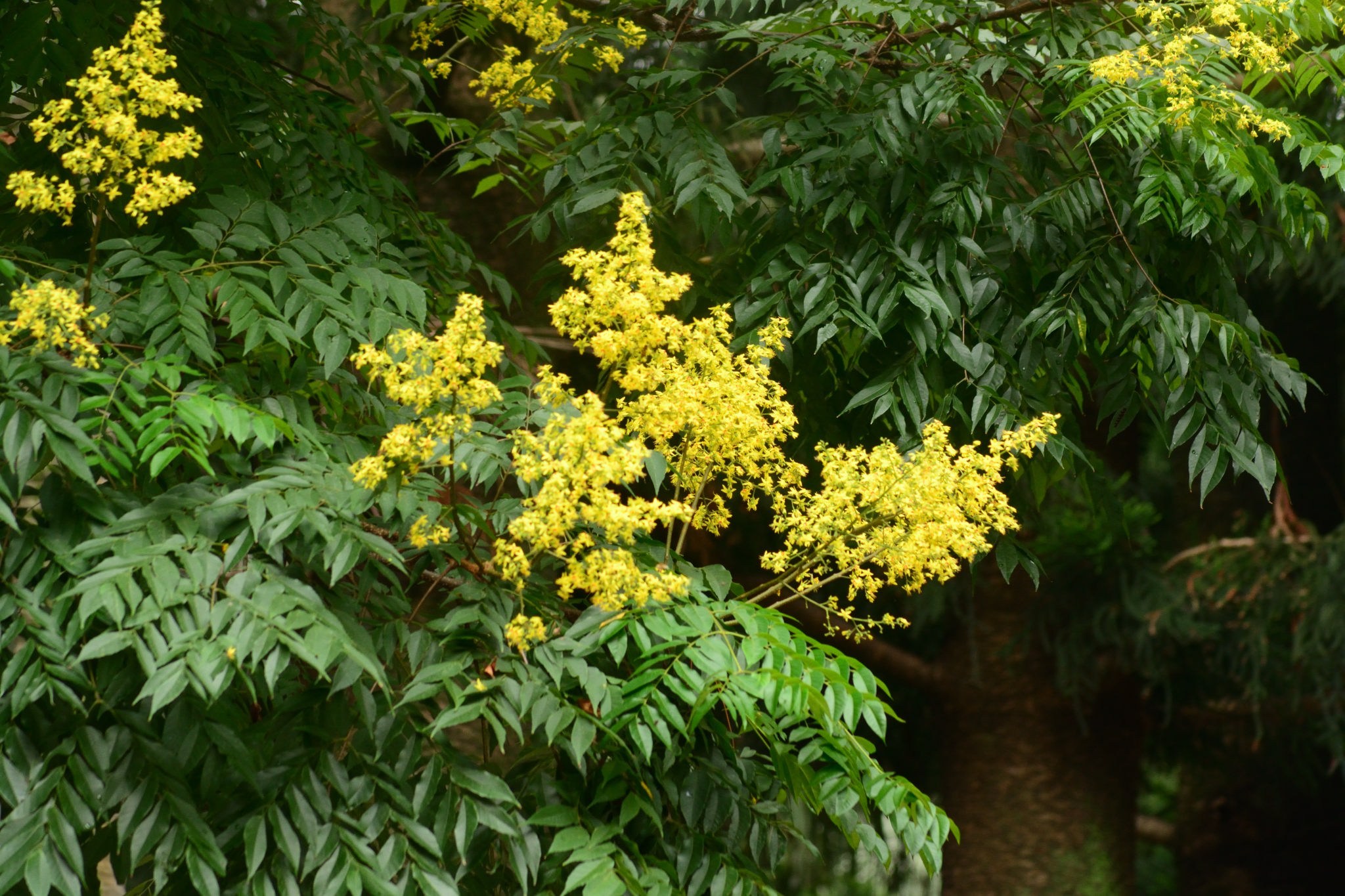 目前開花照片1