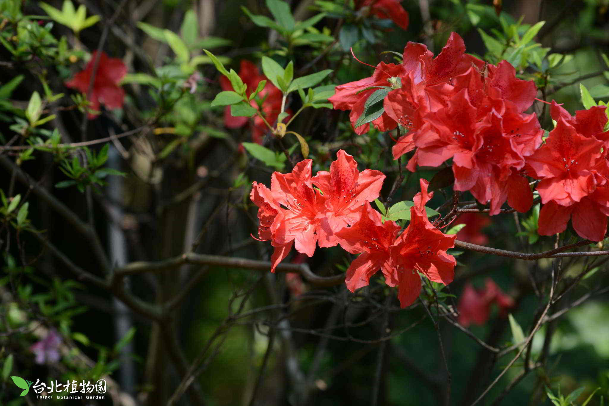 目前開花照片1