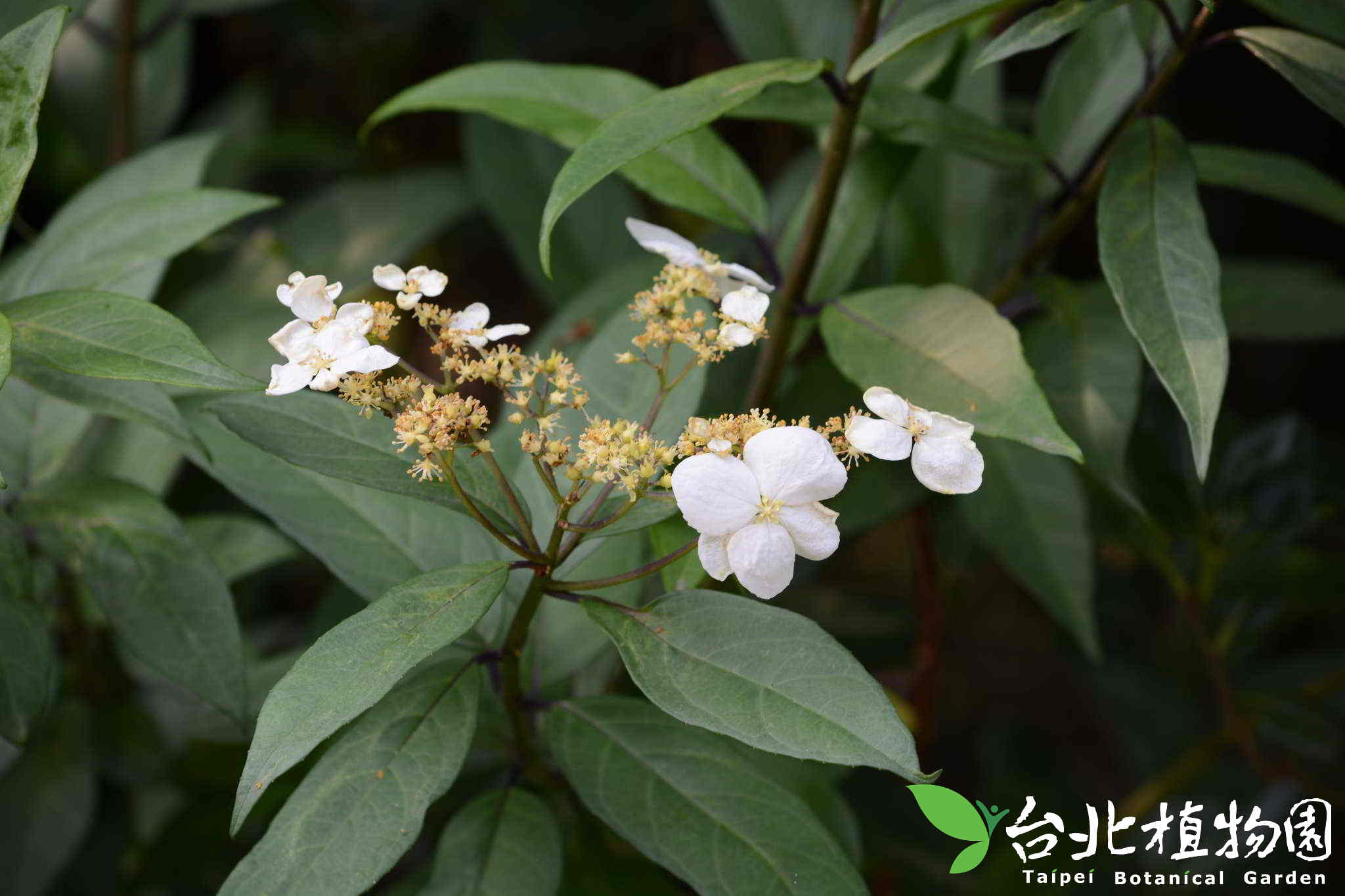目前開花照片1