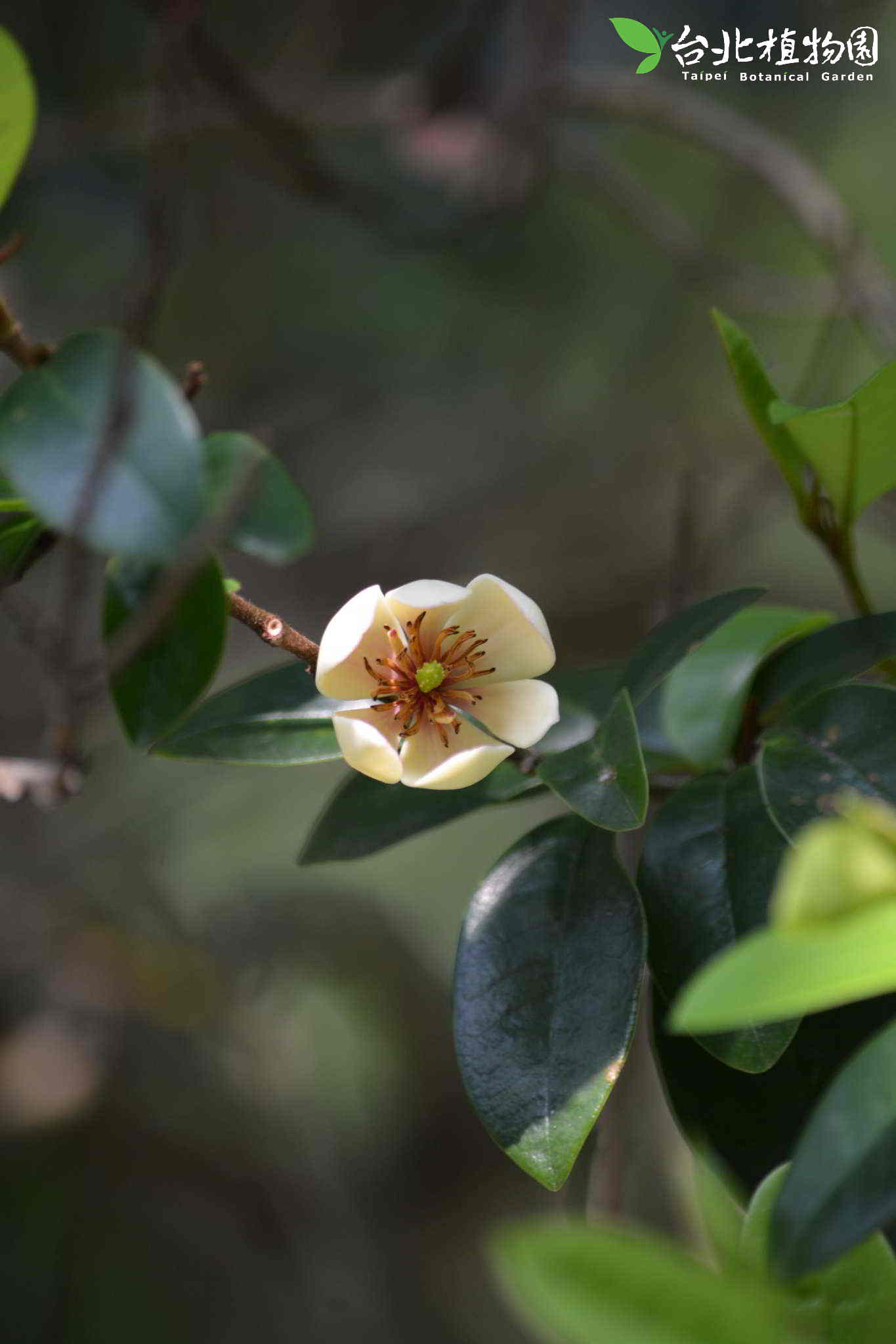 目前開花照片2