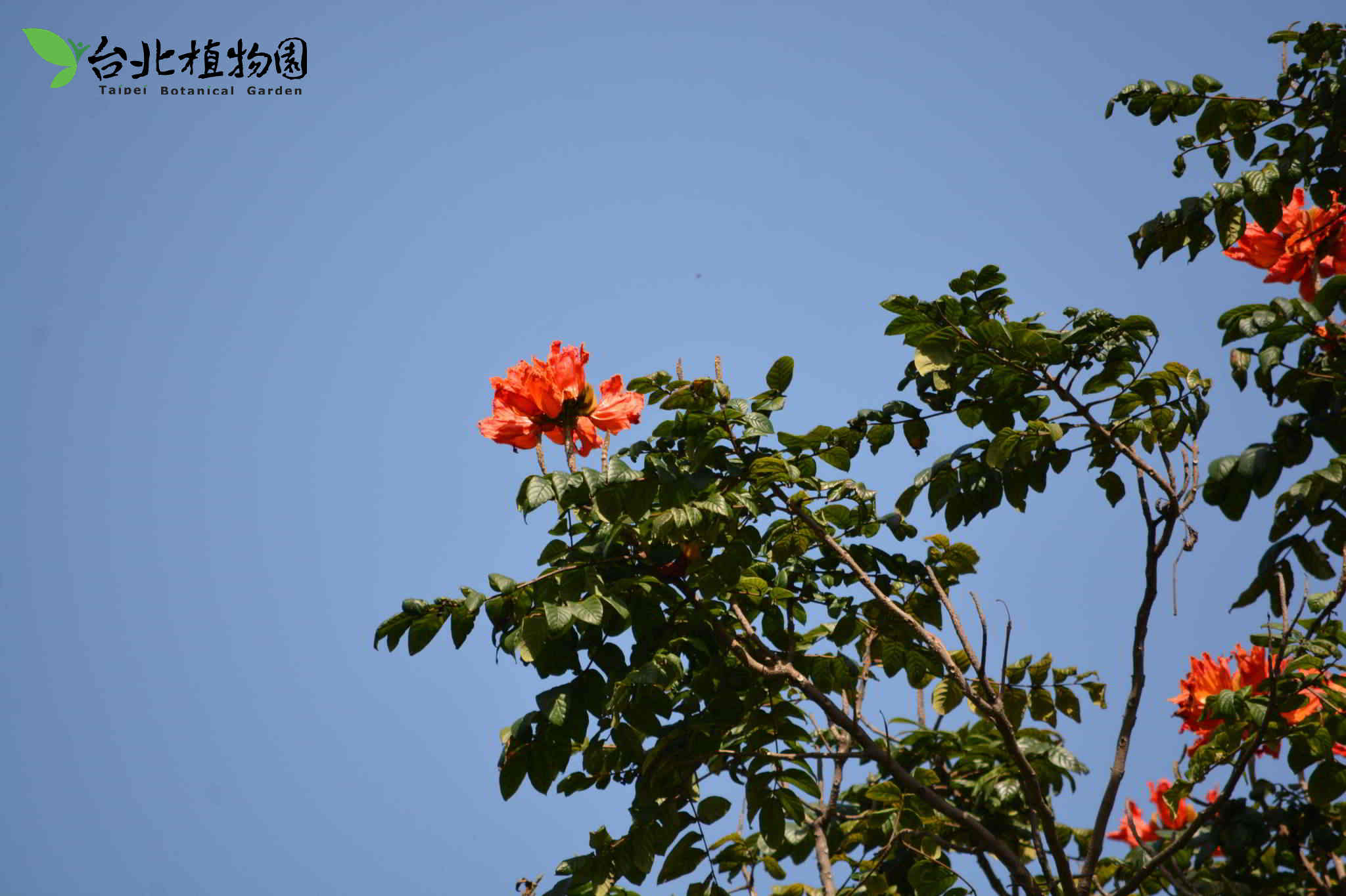 目前開花照片3
