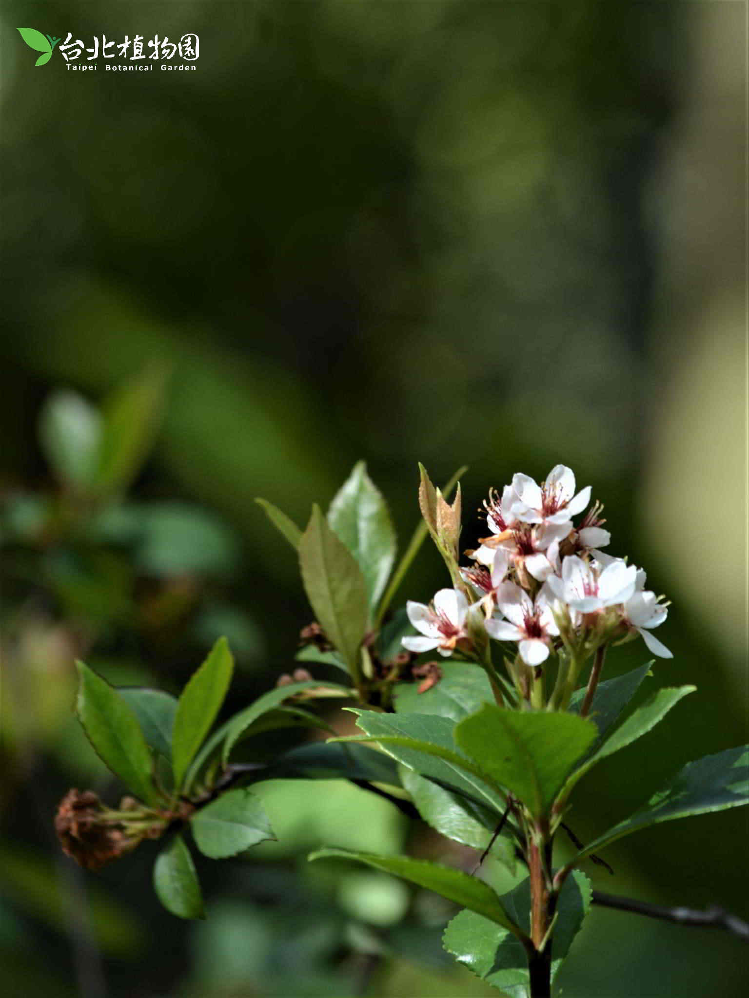 目前開花照片1
