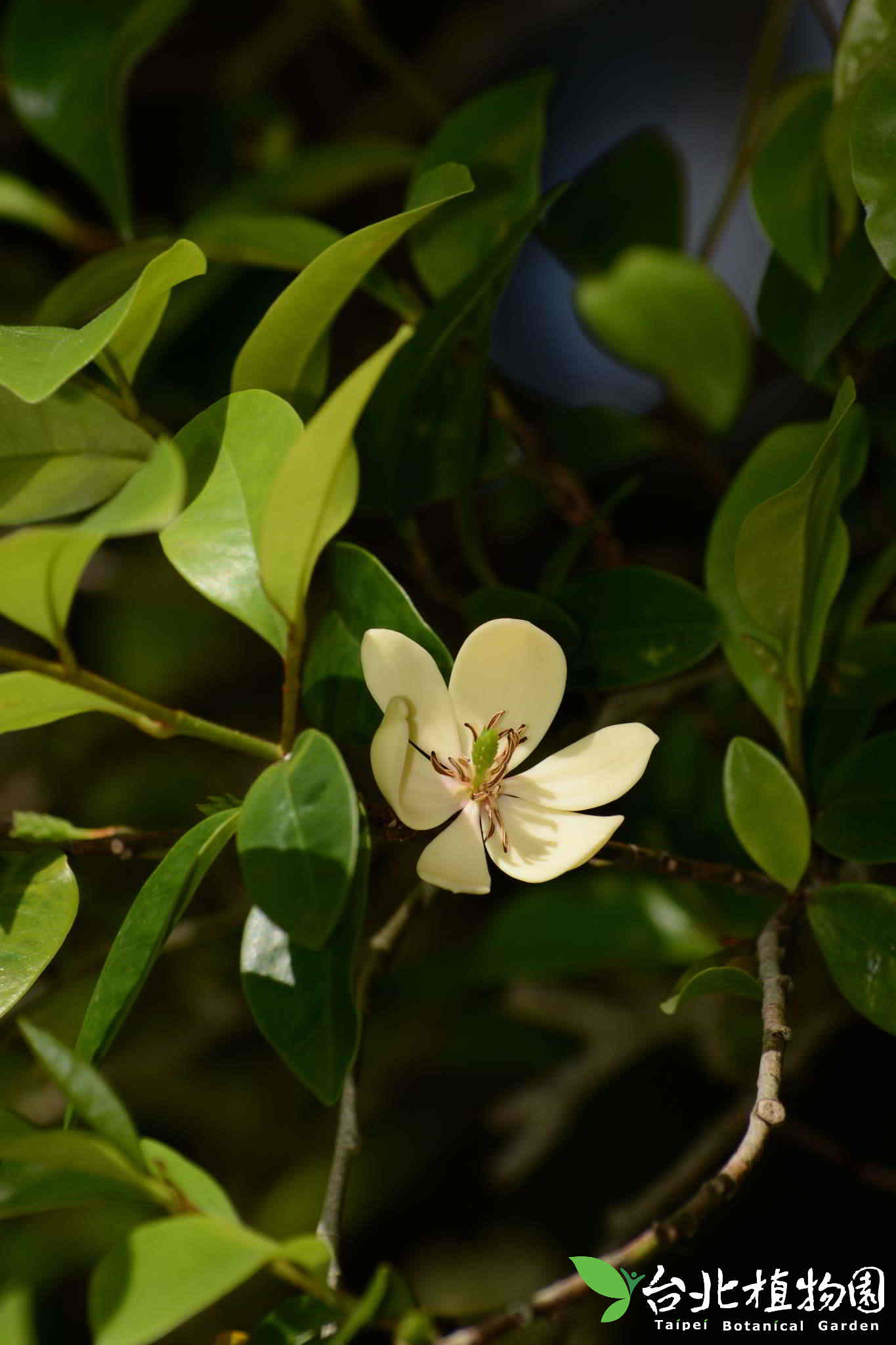 目前開花照片1