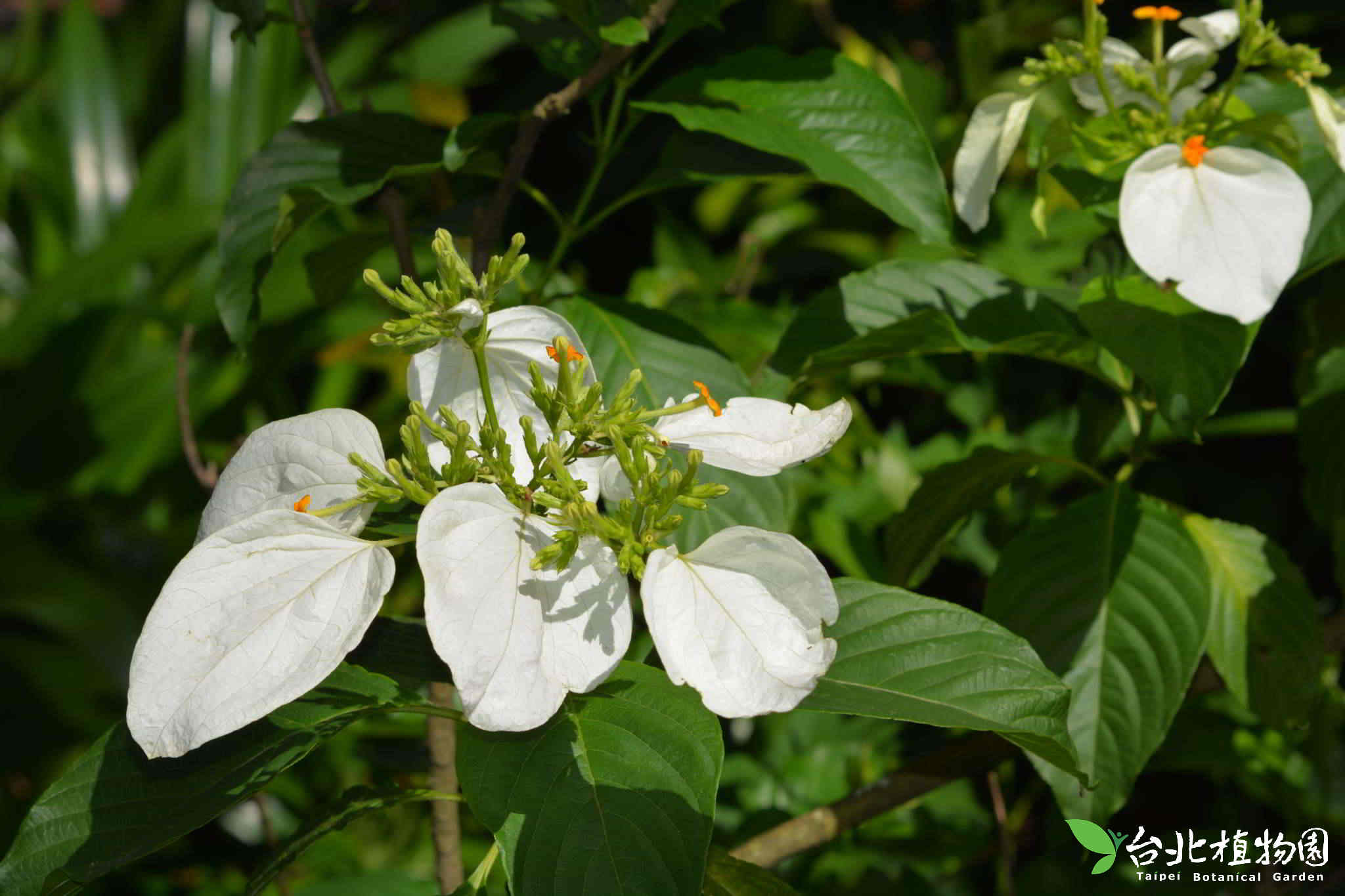 目前開花照片13