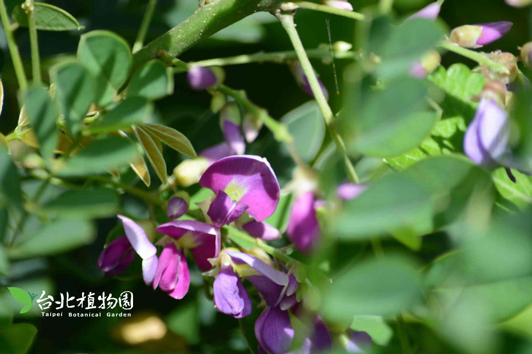 目前開花照片14