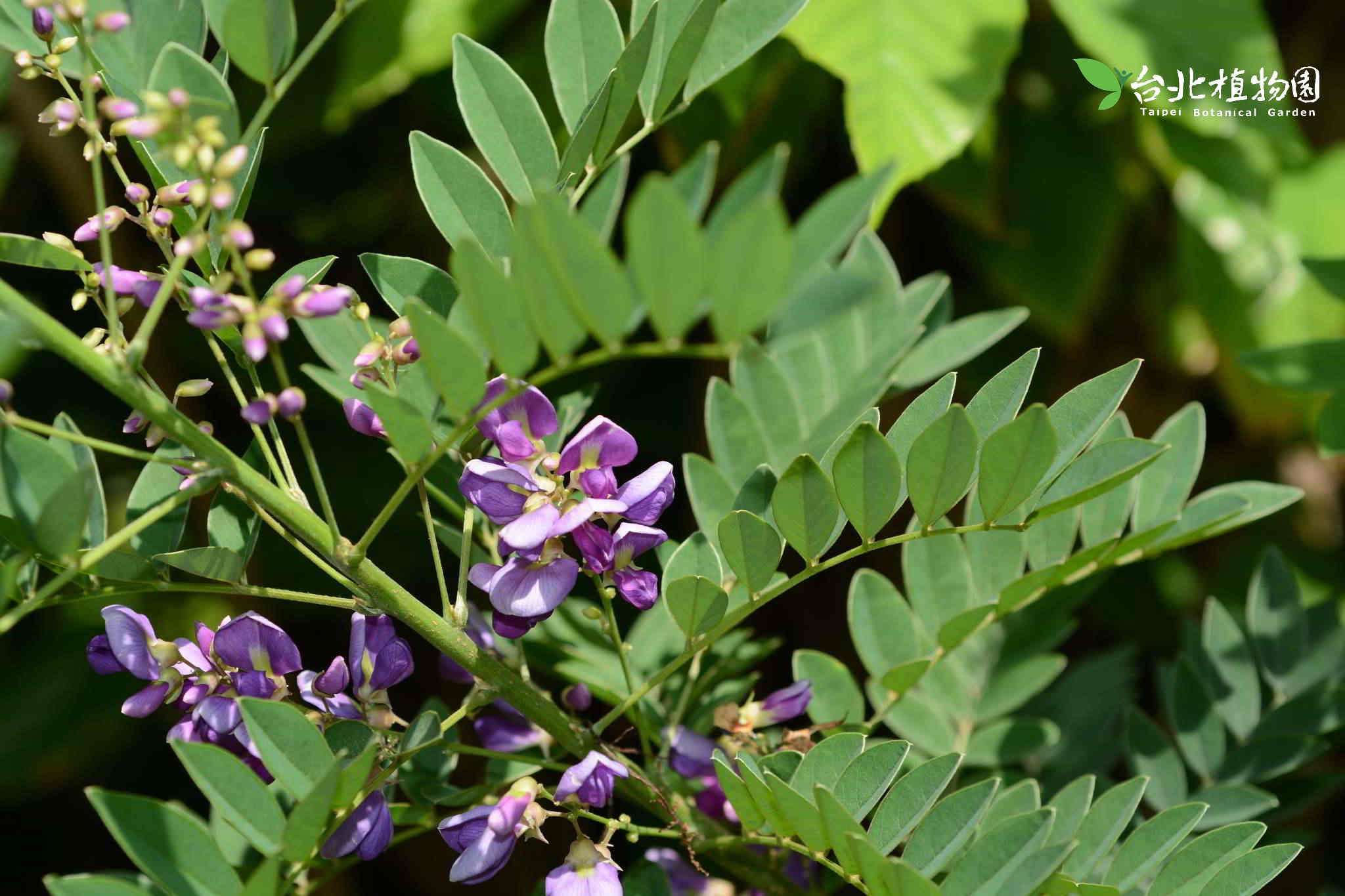 目前開花照片13