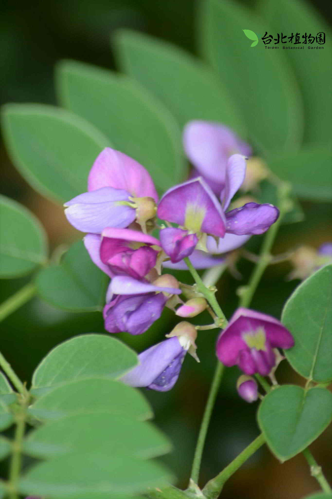 目前開花照片12