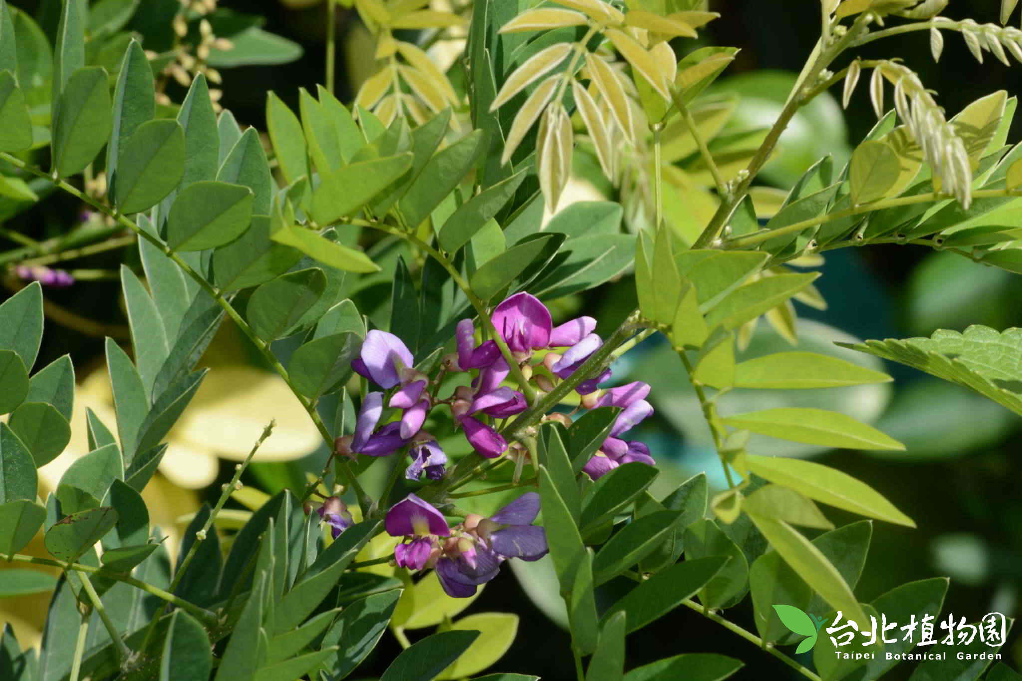 目前開花照片11